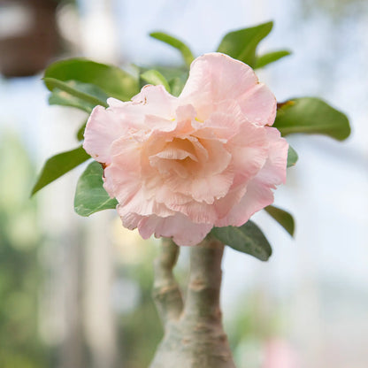 Desert Rose (Assorted)