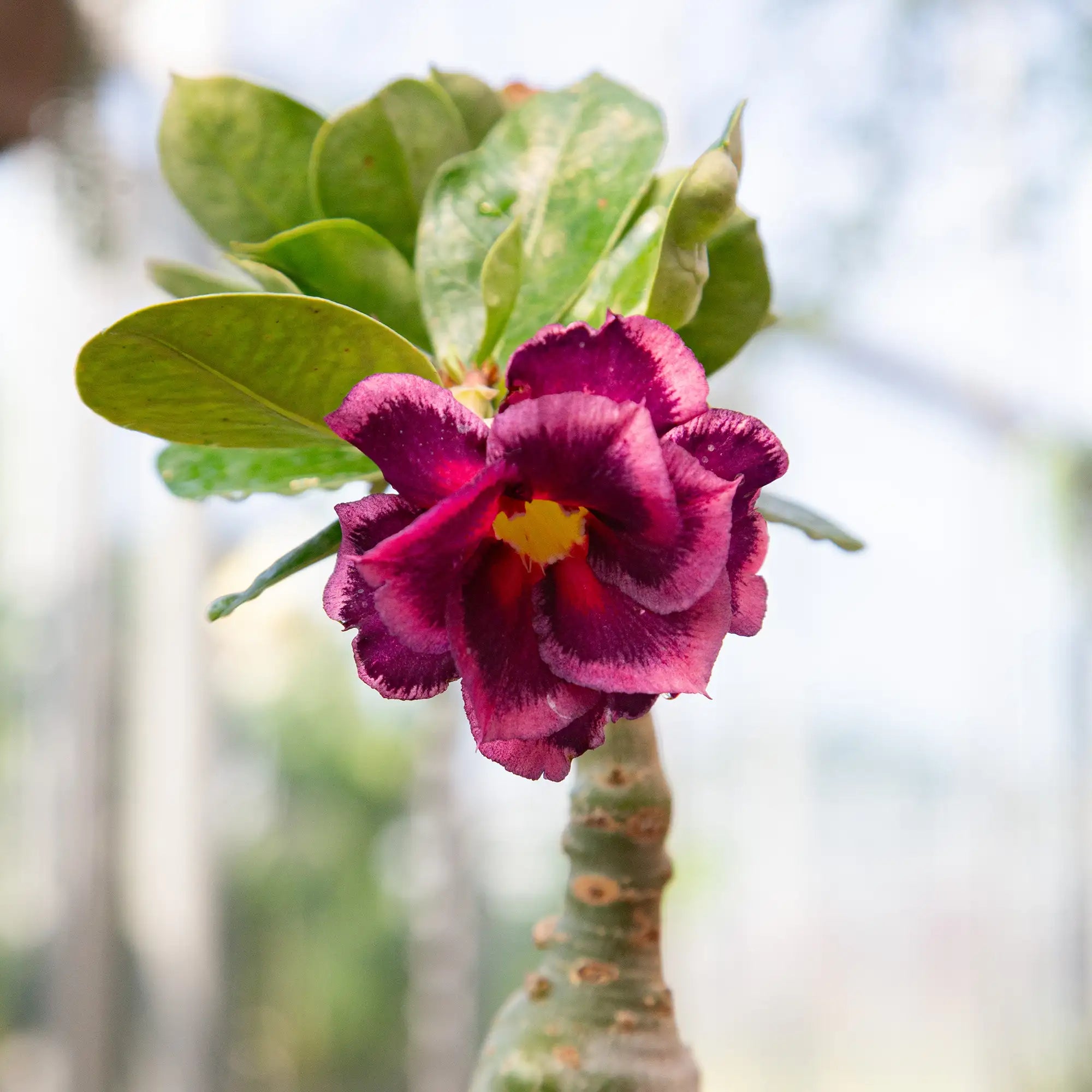 Desert Rose (Assorted)