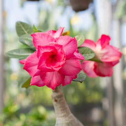 Desert Rose (Assorted)