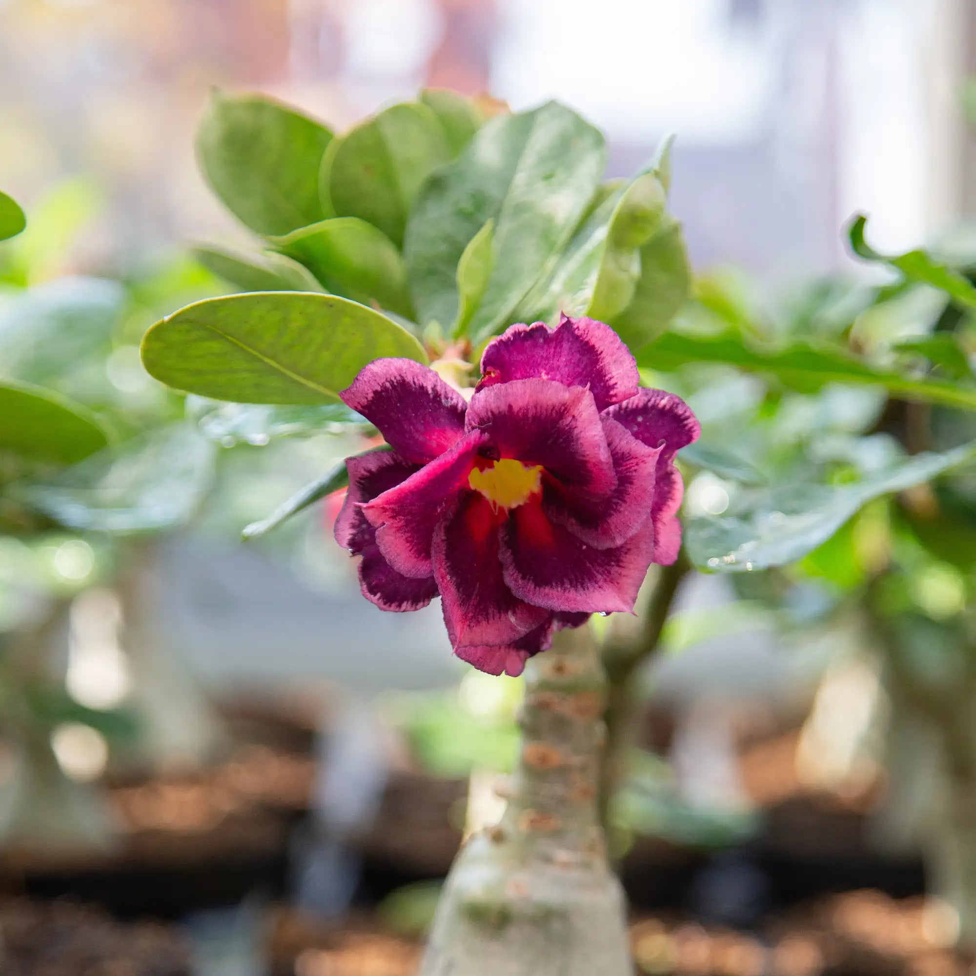 Desert Rose (Assorted)
