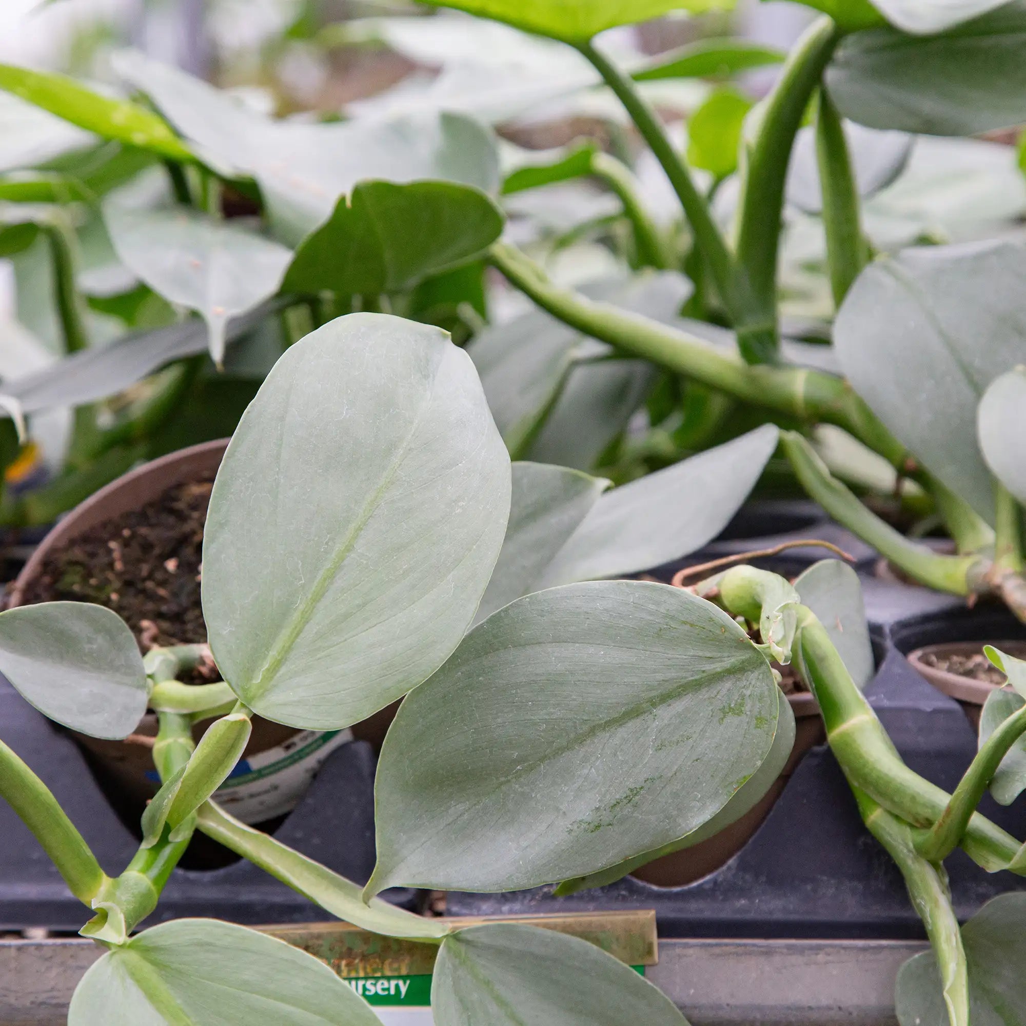 Philodendron 'Silver Sword'