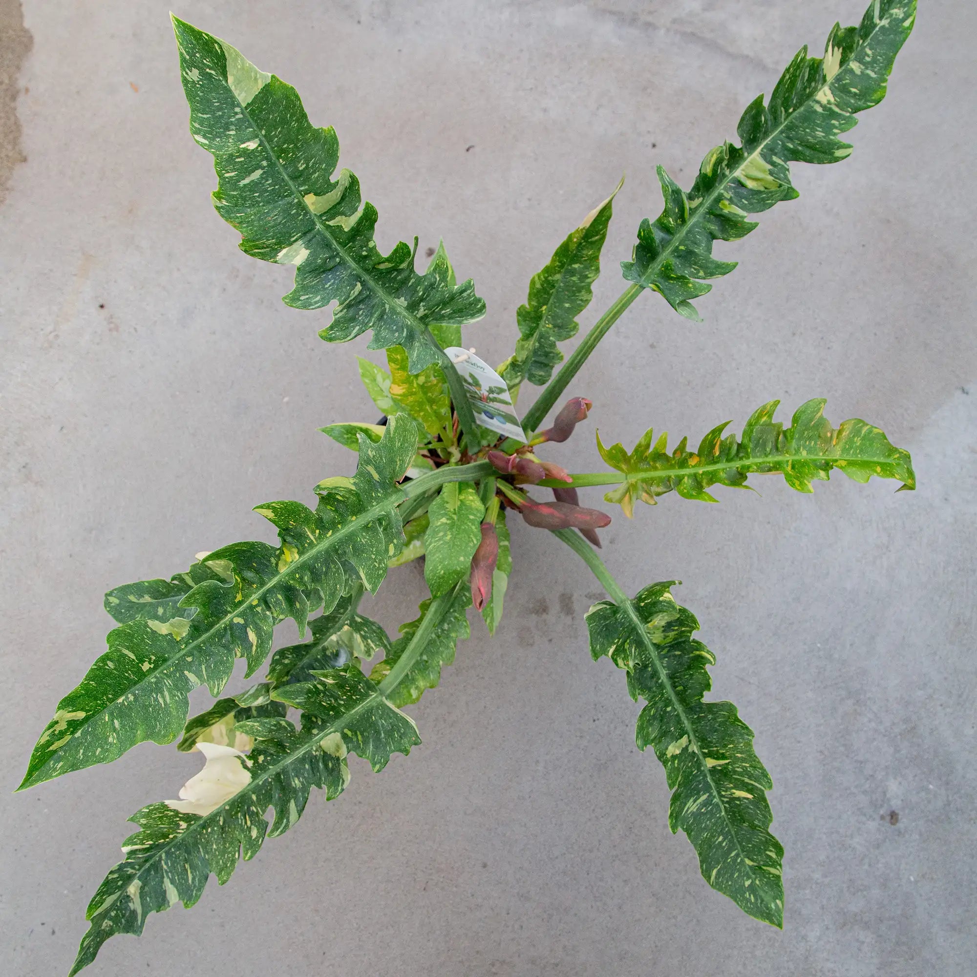 Philodendron 'Ring of Fire'