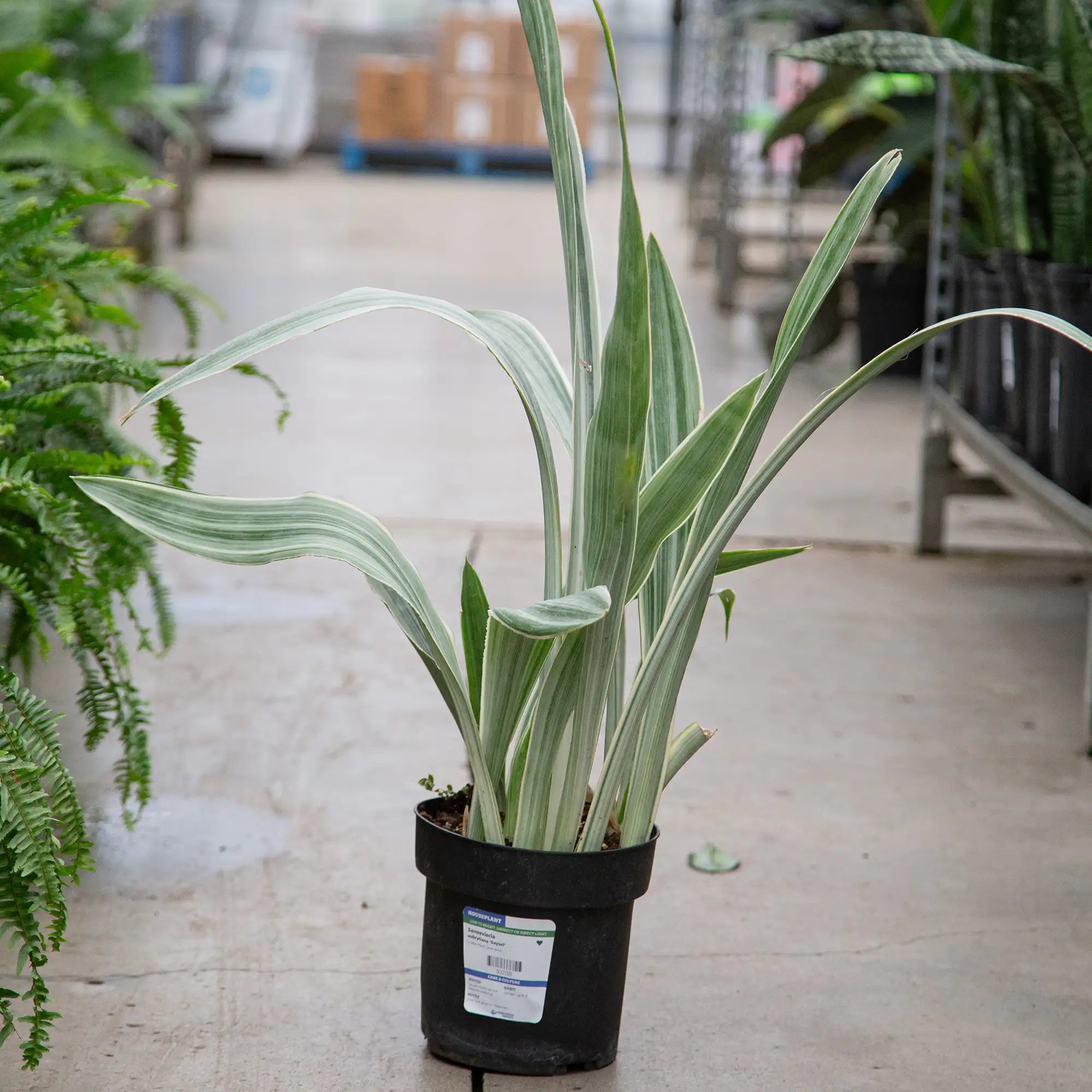 Snake Plant 'Sayuri'