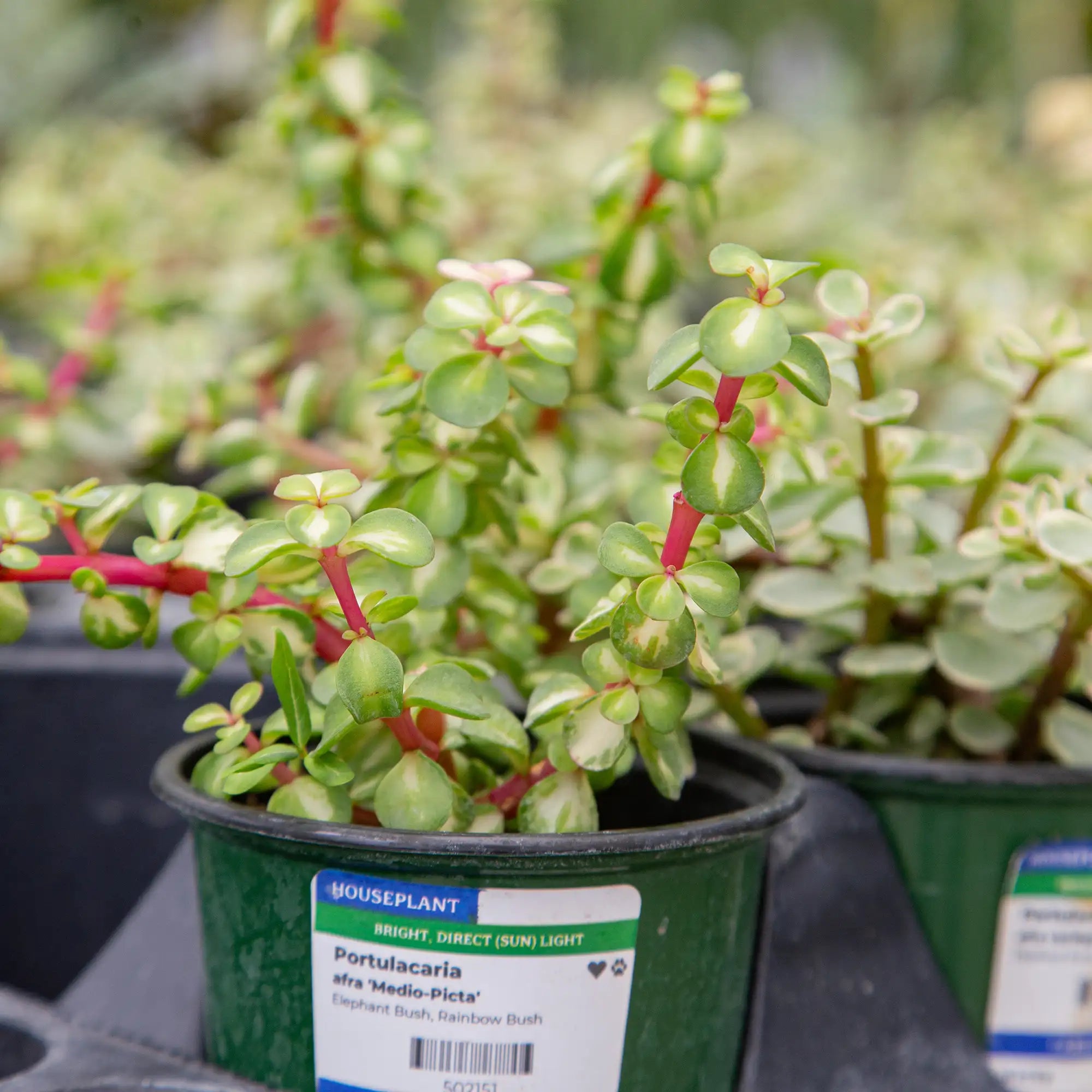Rainbow Bush Midstripe