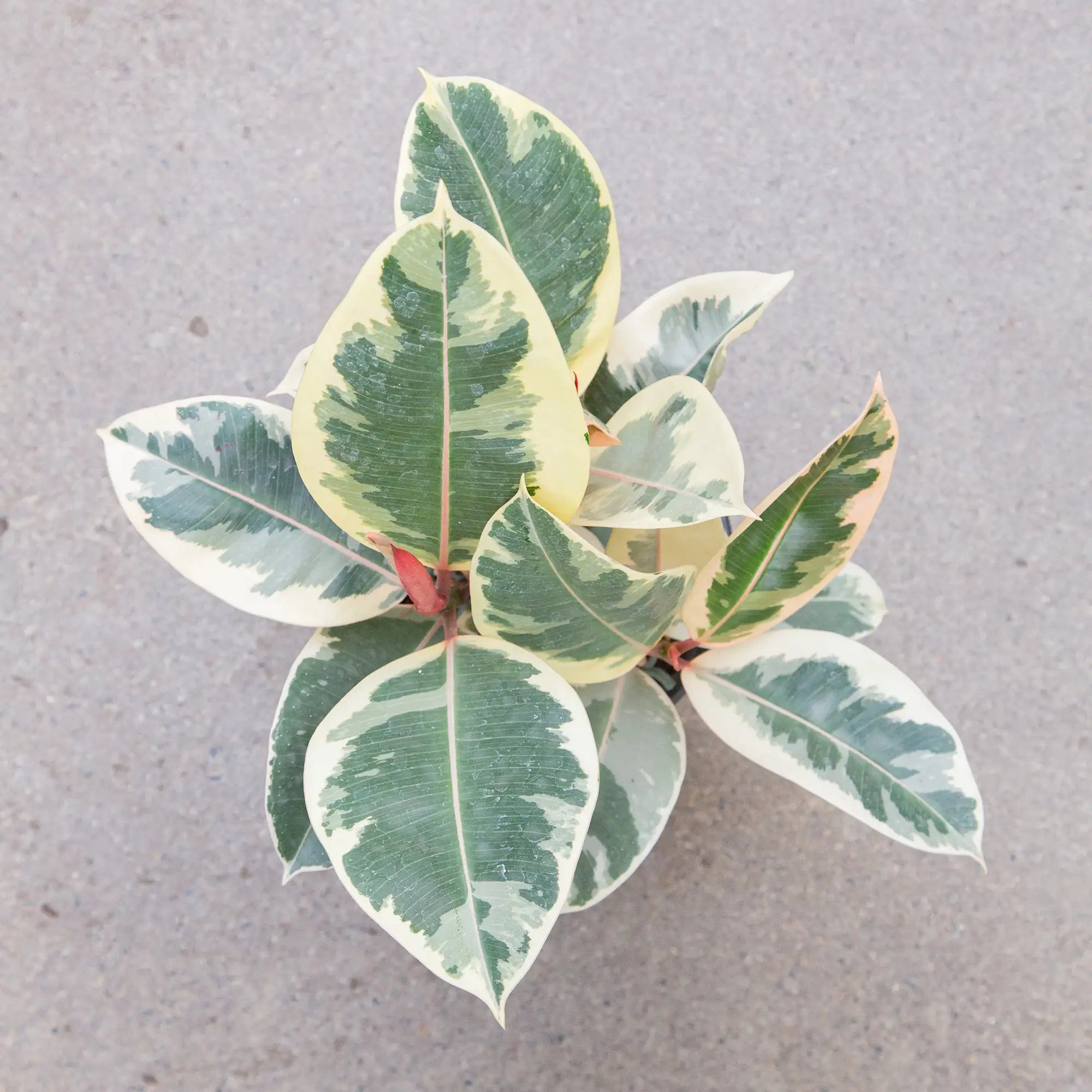 Ficus Rubber Plant 'Tineke'