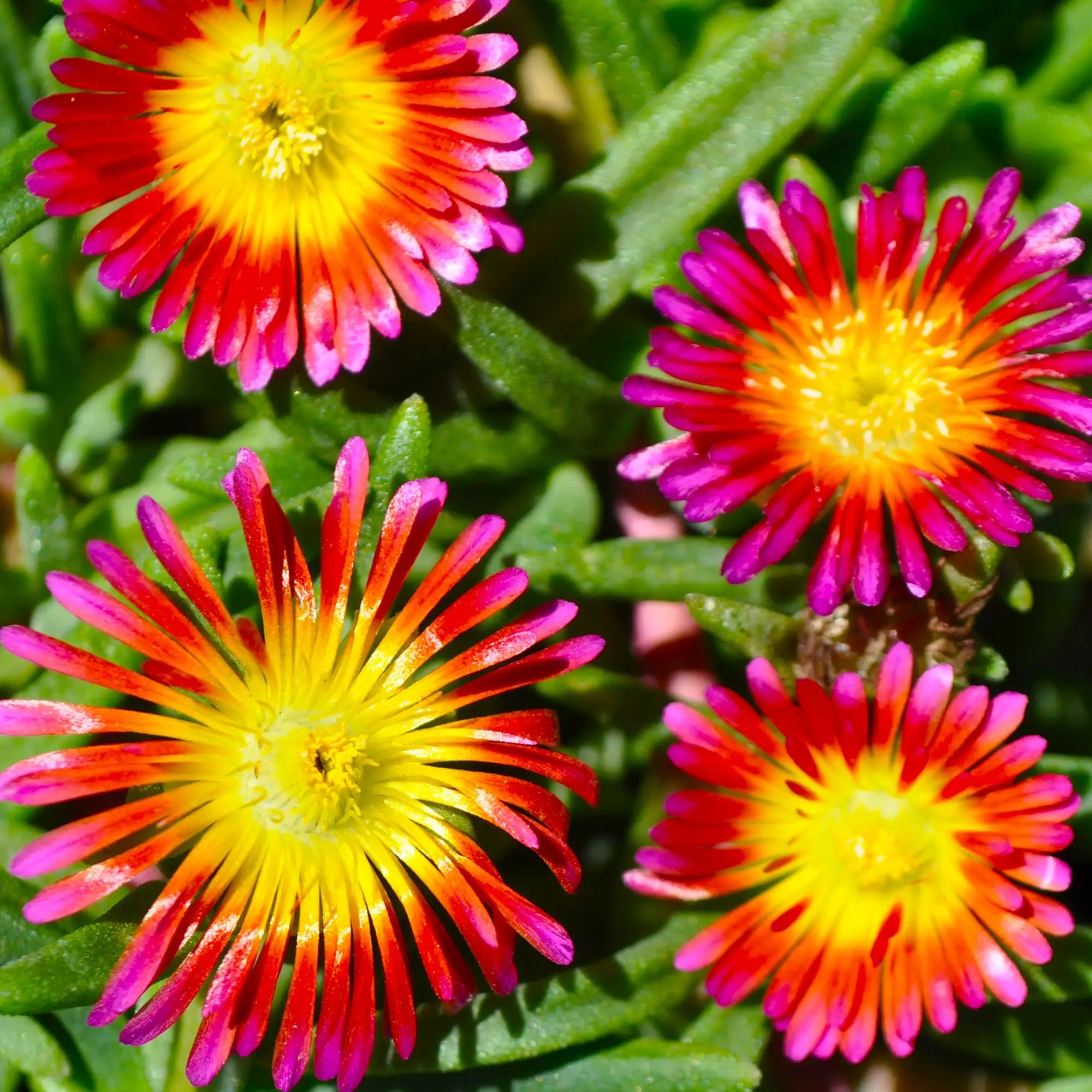 Ice Plant Delmara™ 'Red Gold'