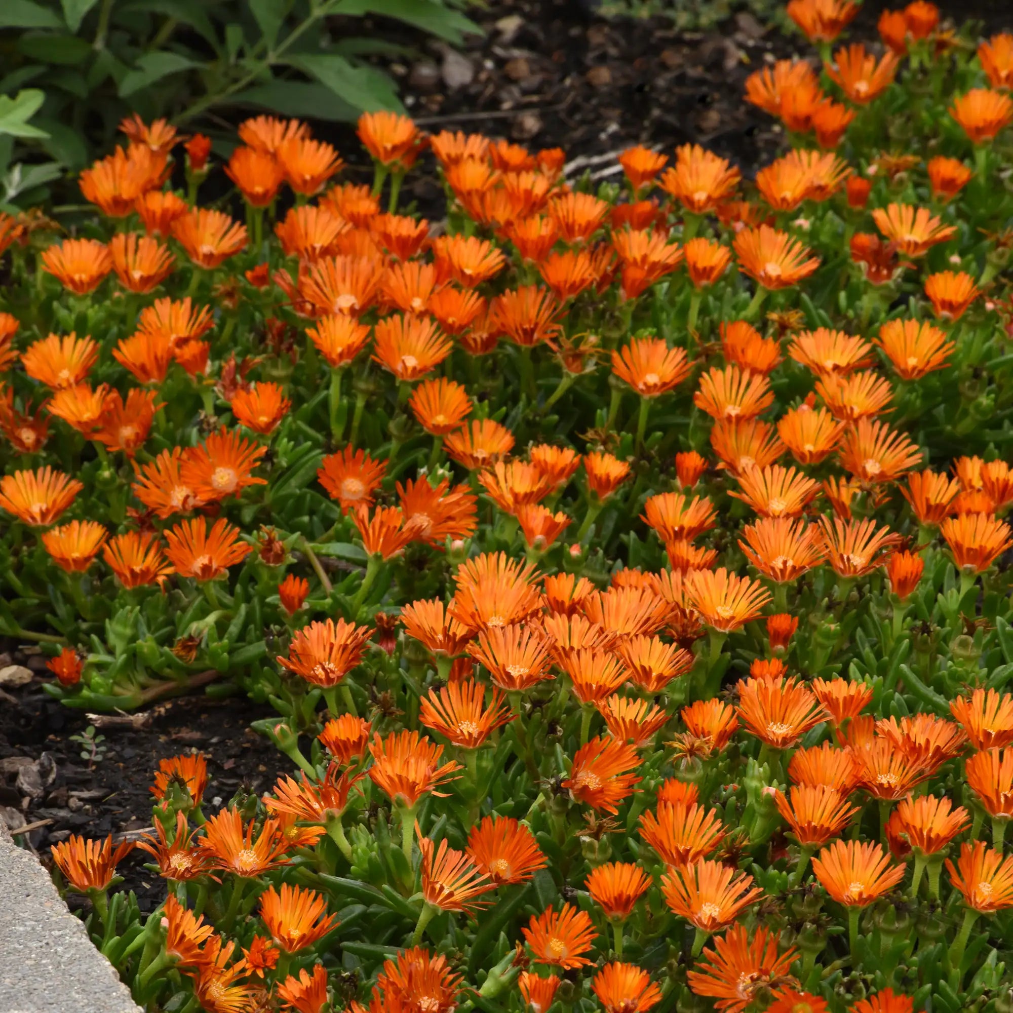 Ice Plant Ocean Sunset™ 'Orange Vibe'