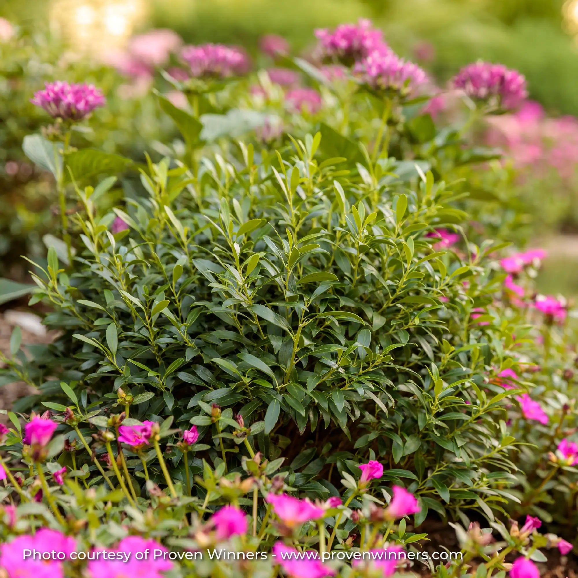 Inkberry Holly 'Gem Box®'