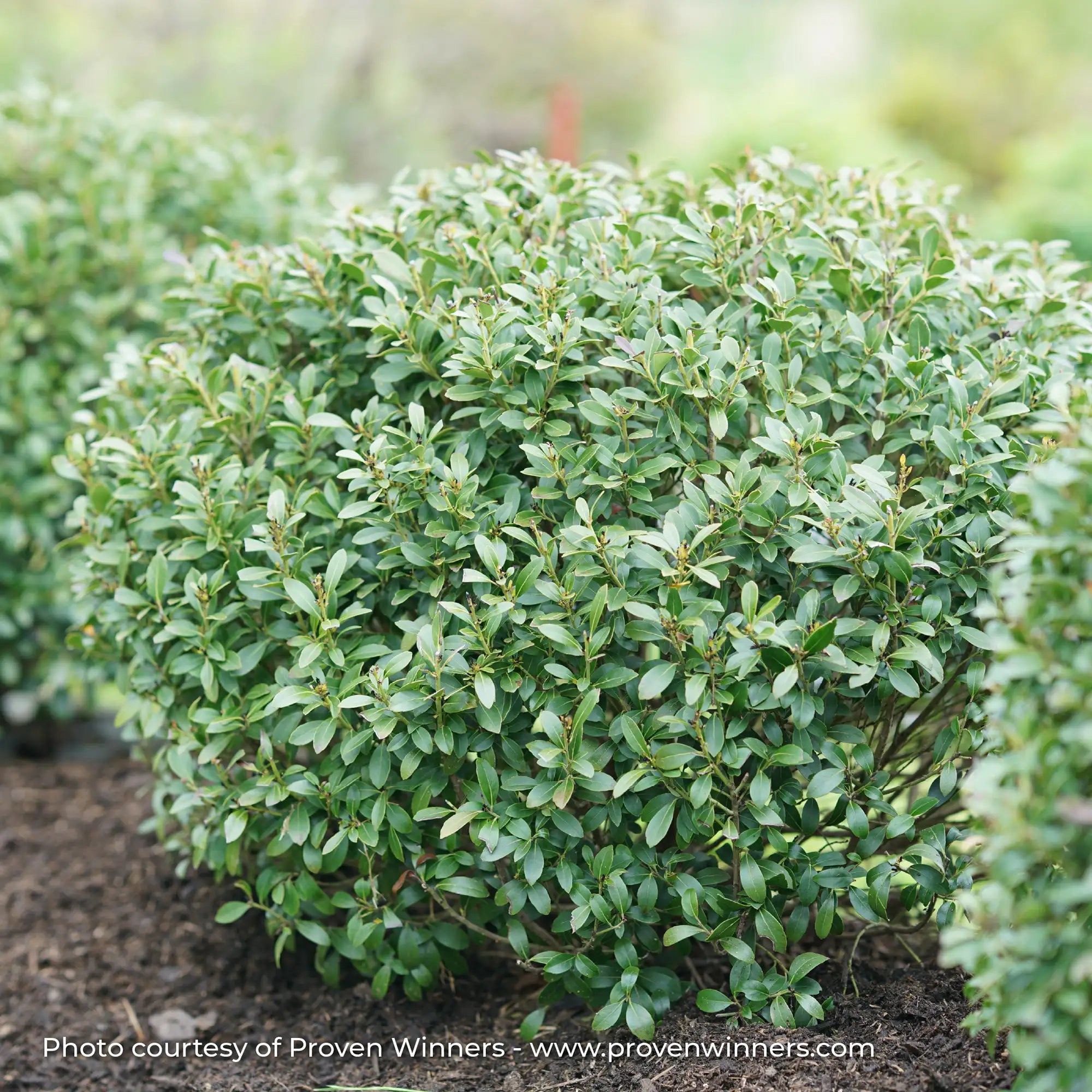 Inkberry Holly 'Strongbox®'