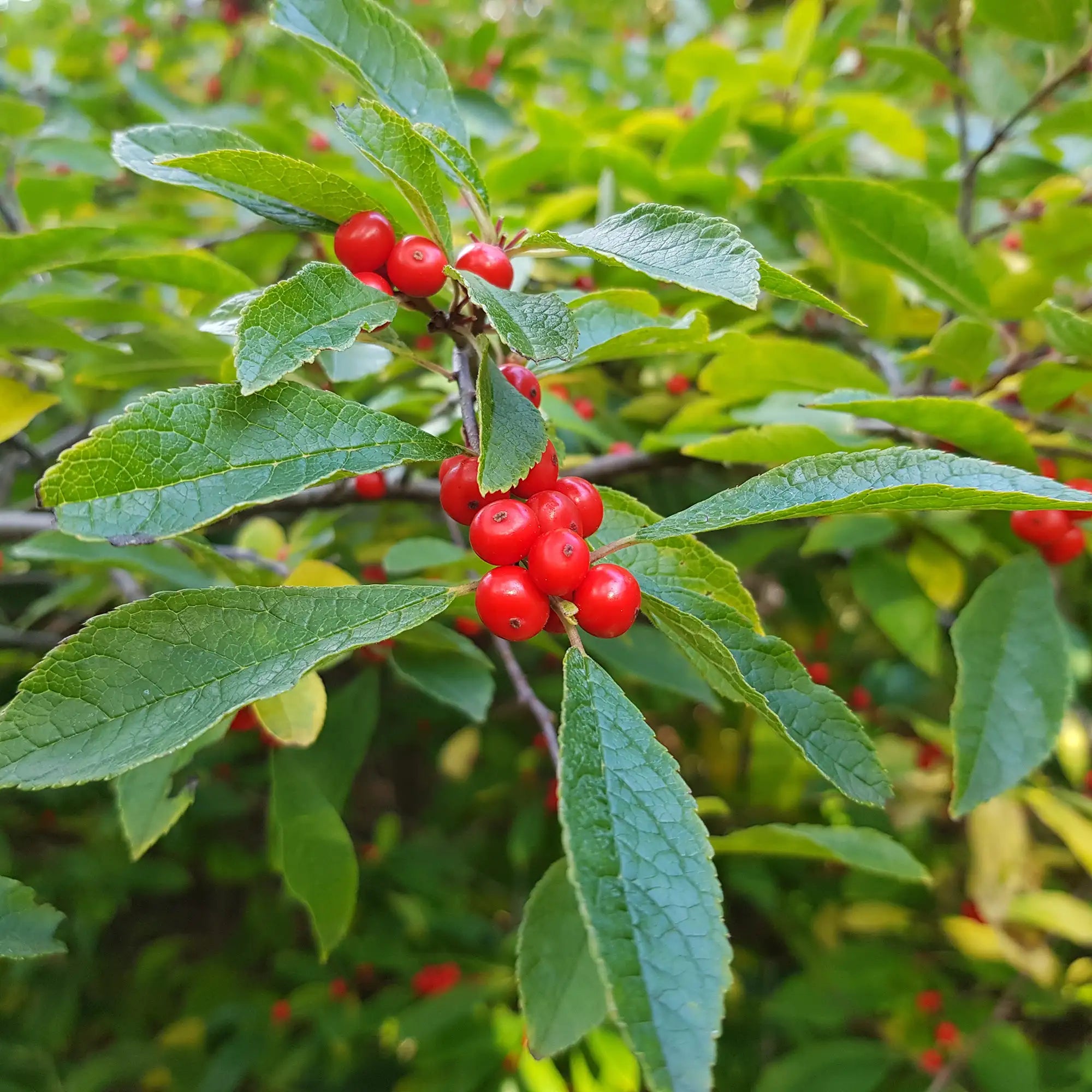 Winterberry