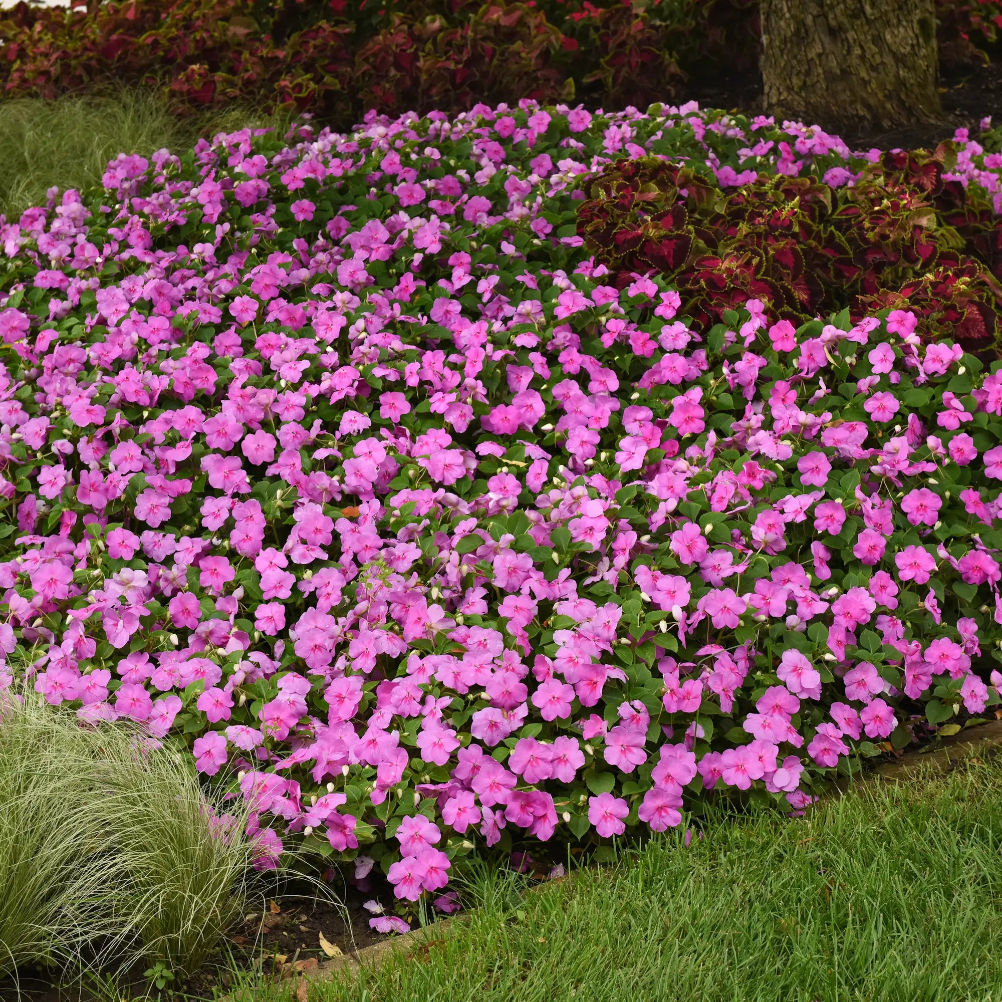Impatiens 'Beacon® Blue Pearl'