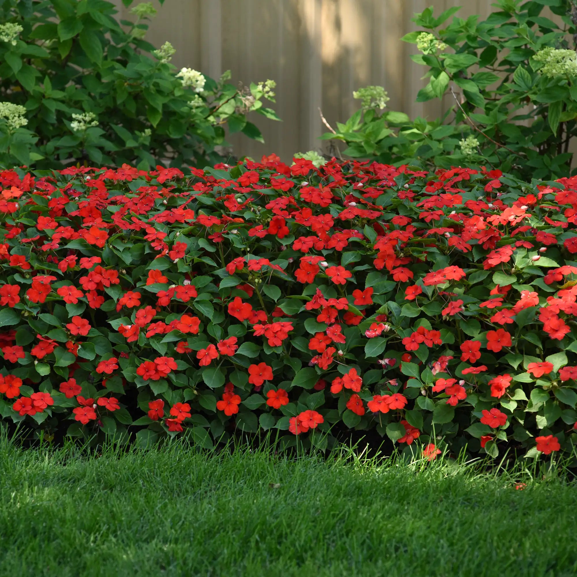 Impatiens 'Beacon® Bright Red'