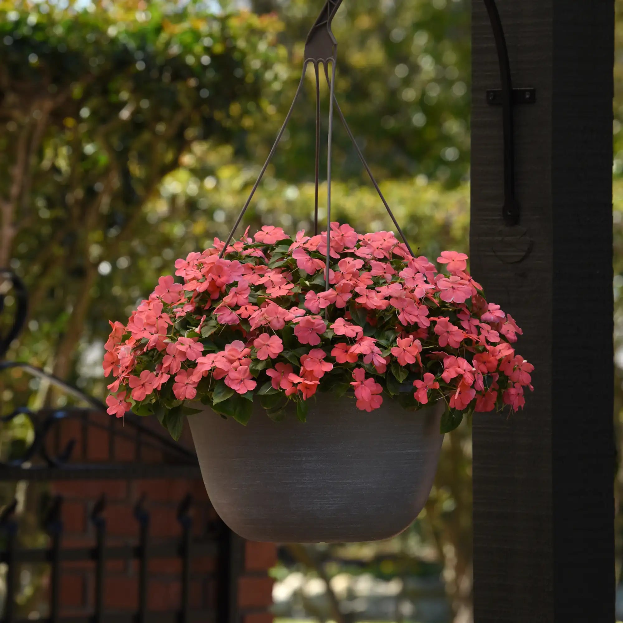 Impatiens 'Beacon® Coral'