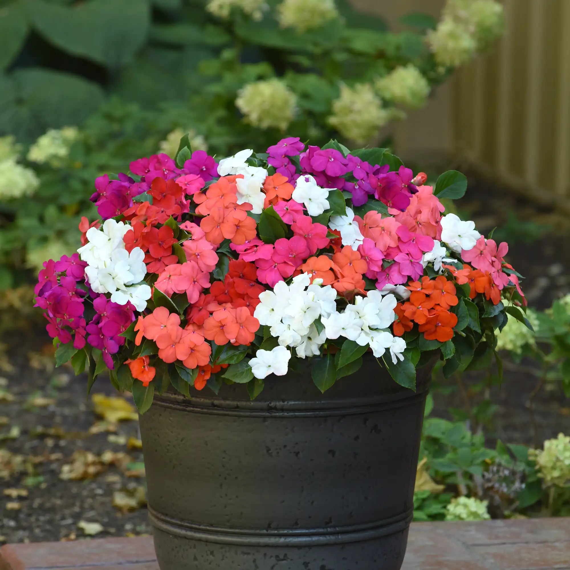 Impatiens 'Beacon® Formula Mix'