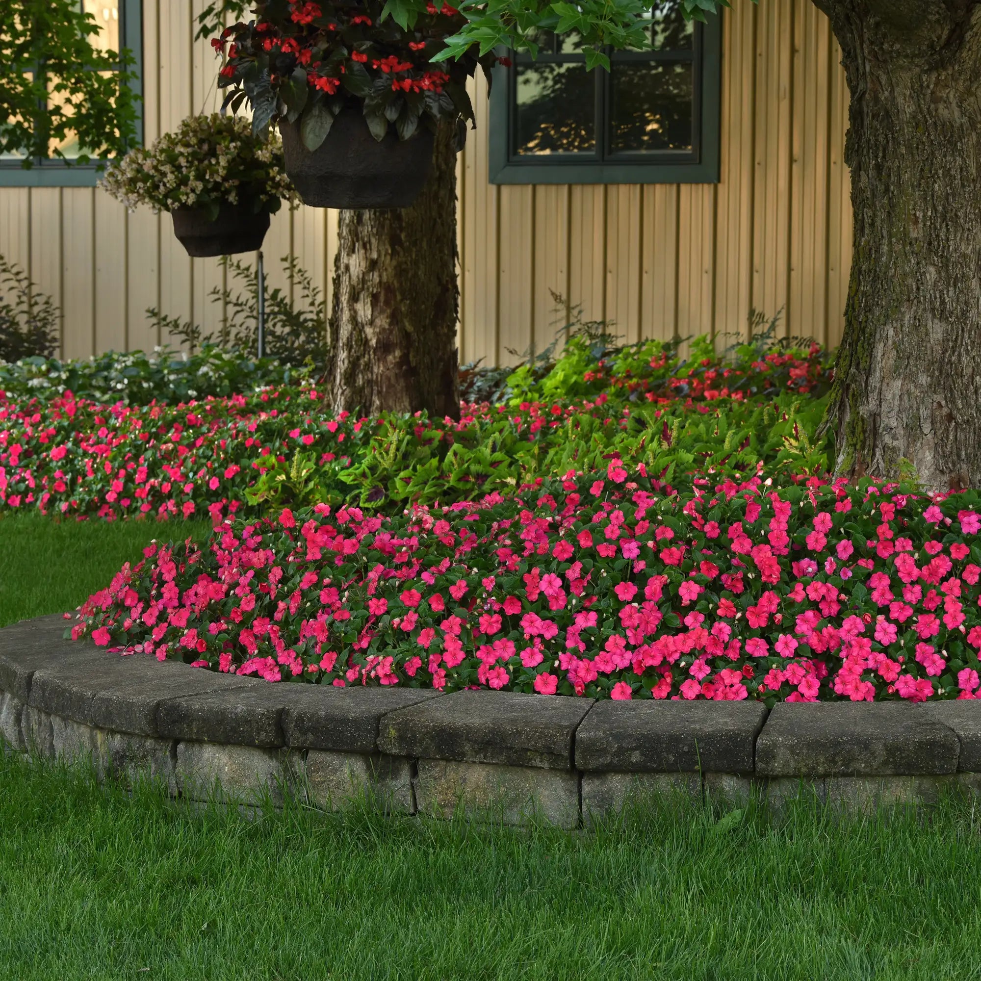 Impatiens 'Beacon® Lipstick'