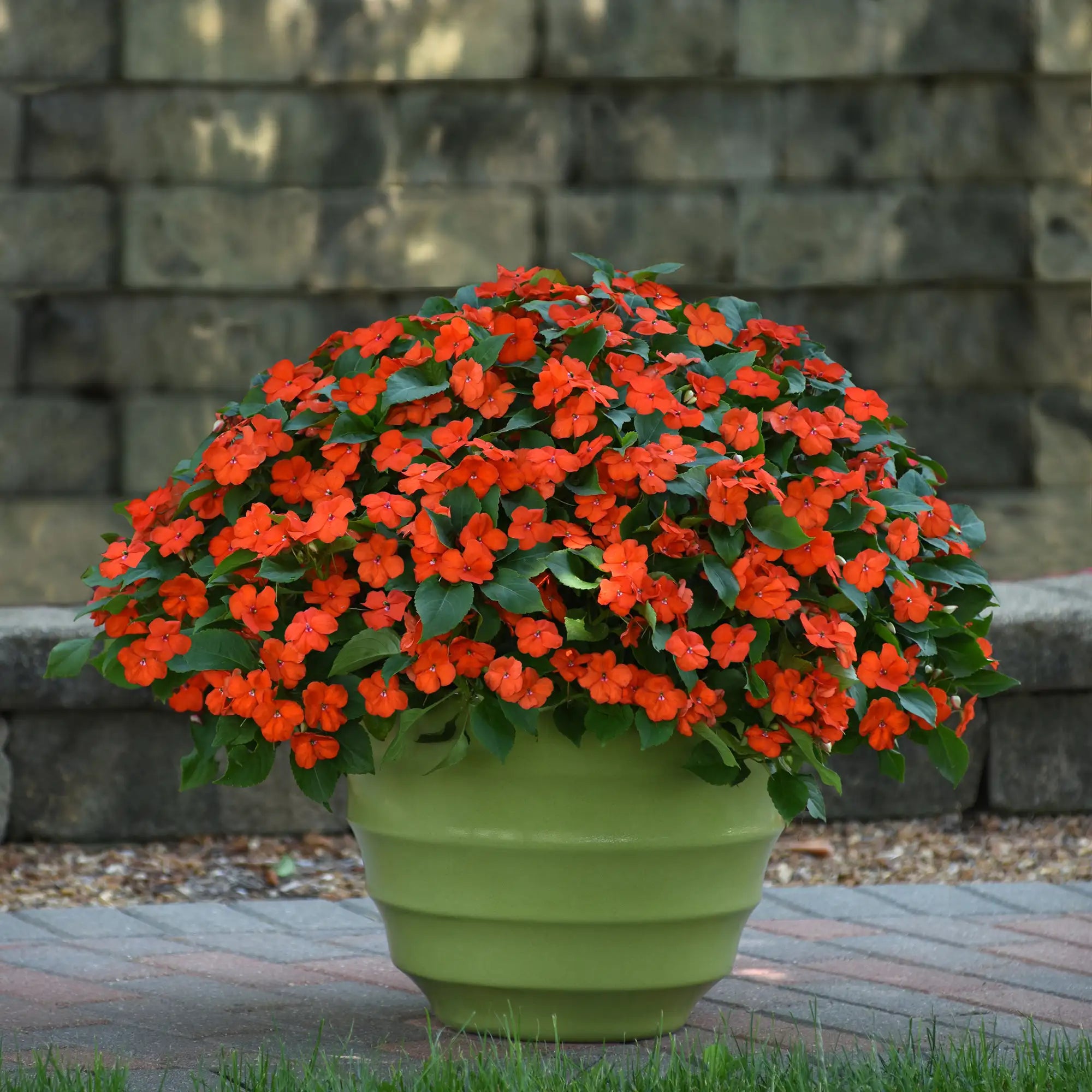 Impatiens 'Beacon® Orange'