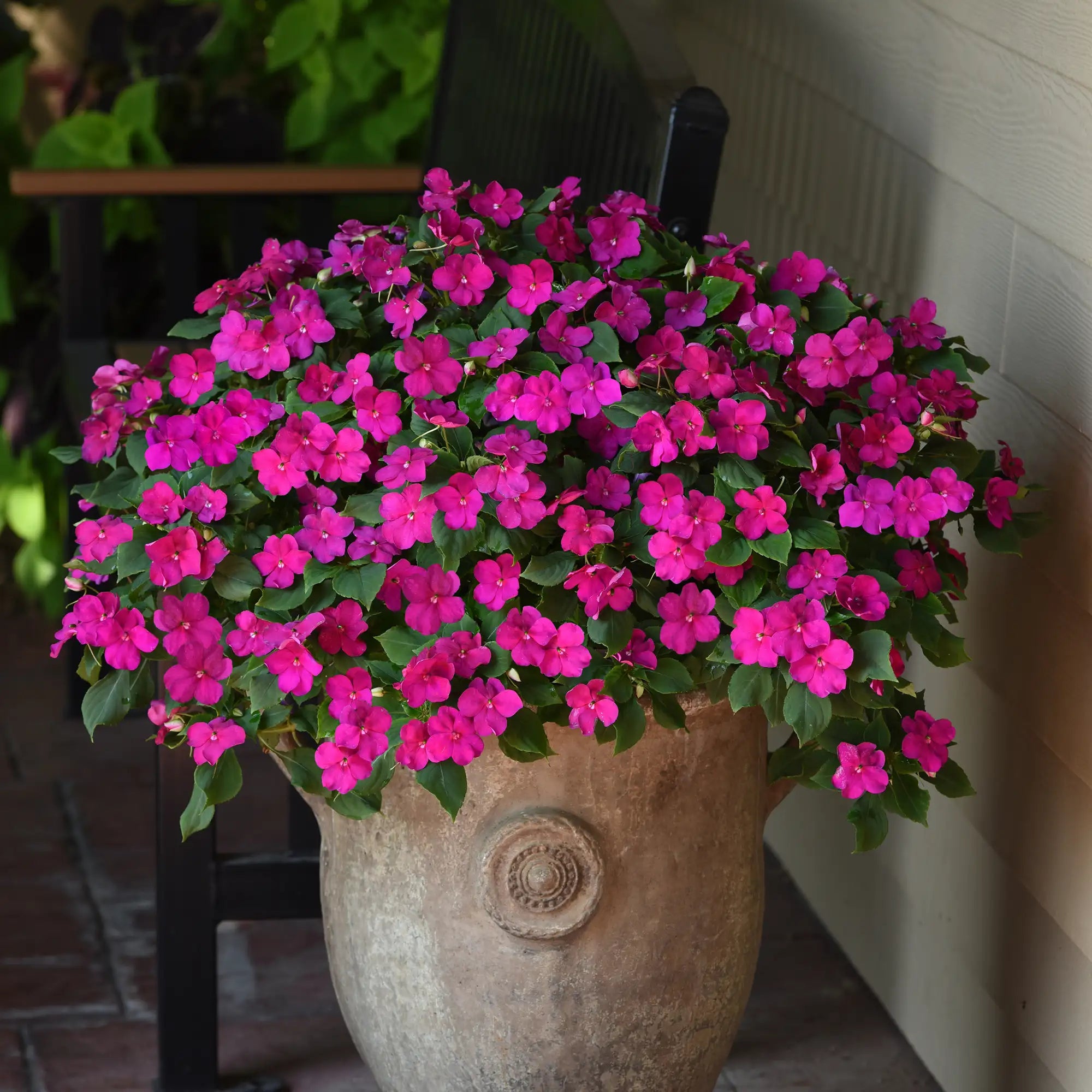 Impatiens 'Beacon® Violet Shades'