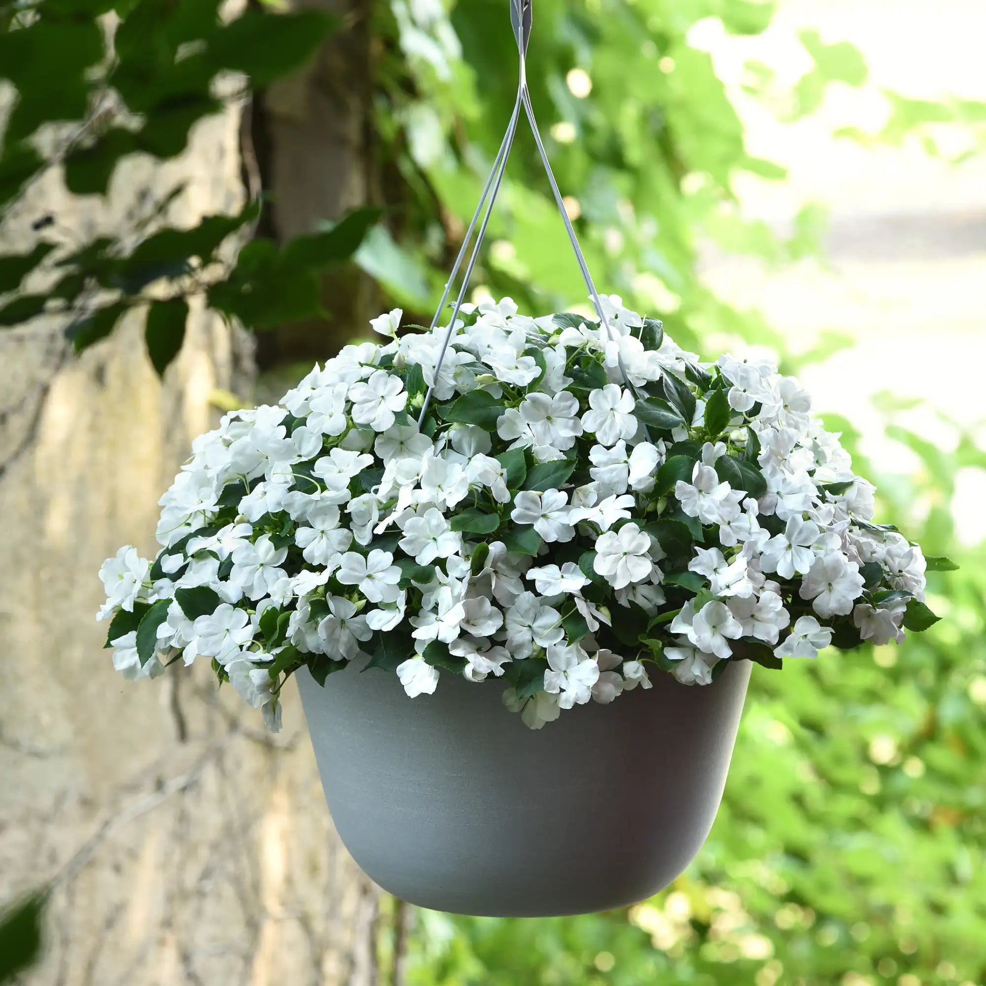 Impatiens 'Beacon® White'
