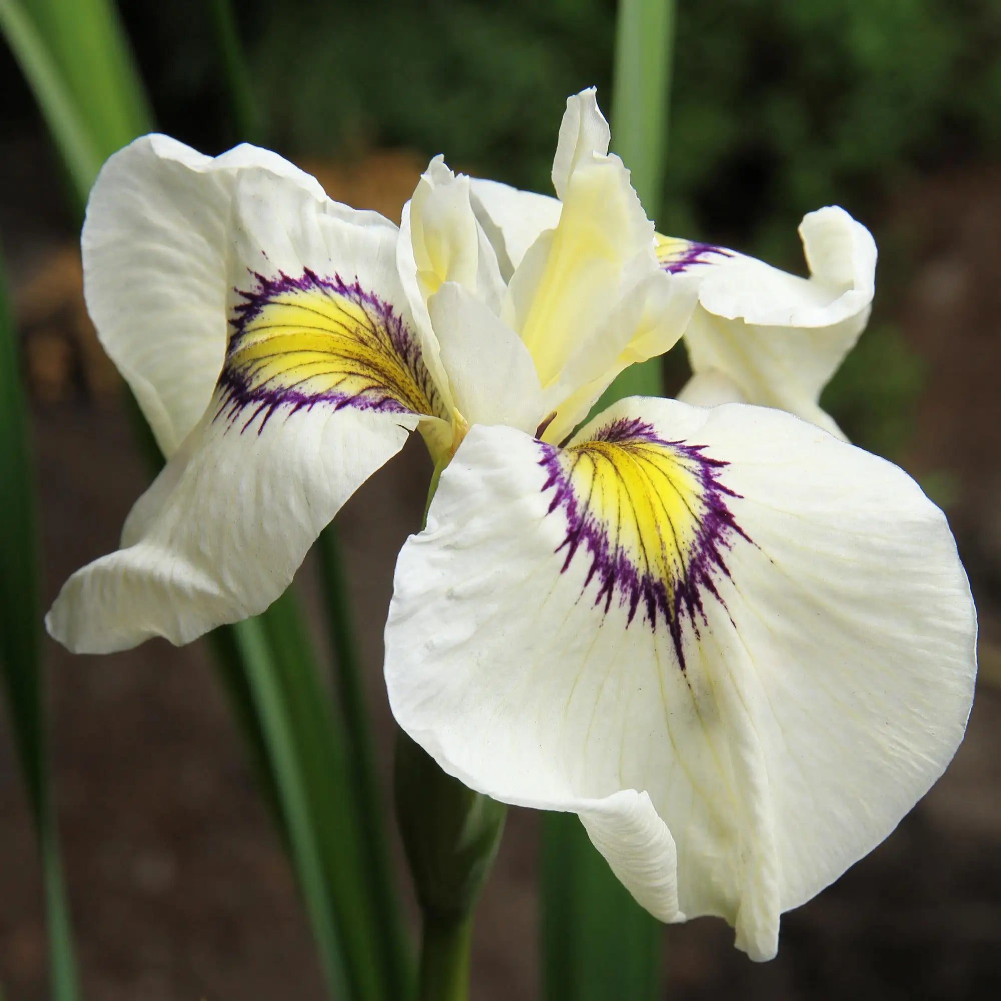 Iris 'Cat's Eye'