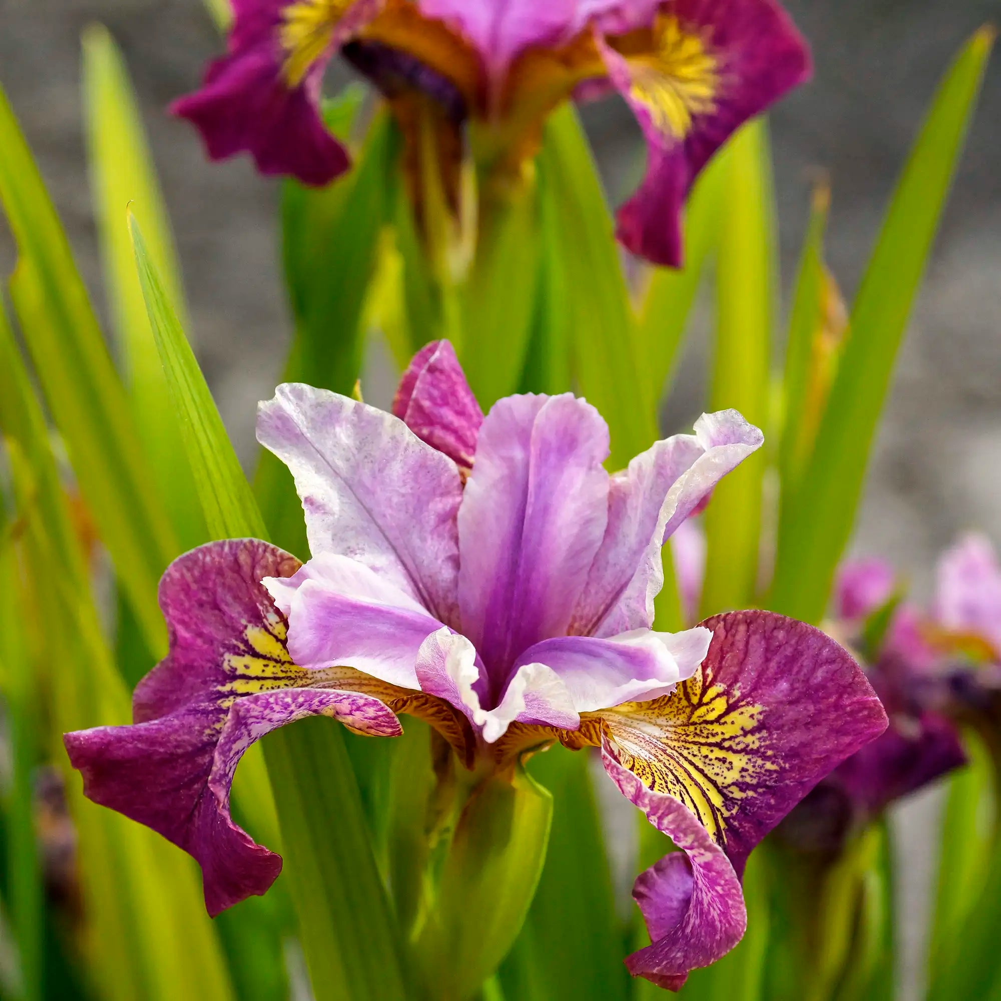 Close-up of Dark Purple Iris with a Light Purple center.