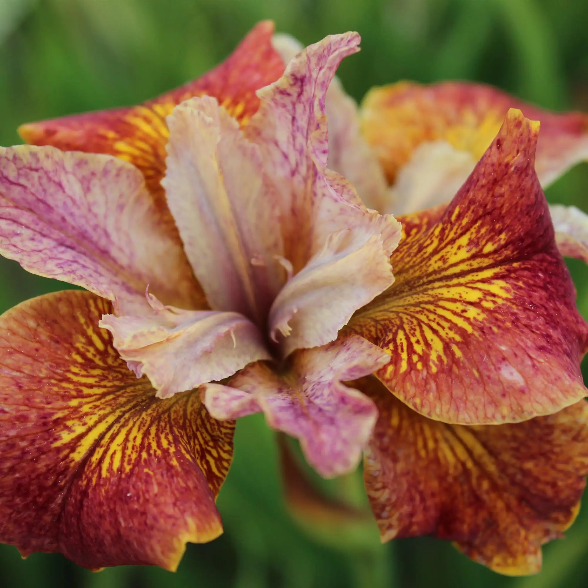 Iris Siberian 'Paprikash'