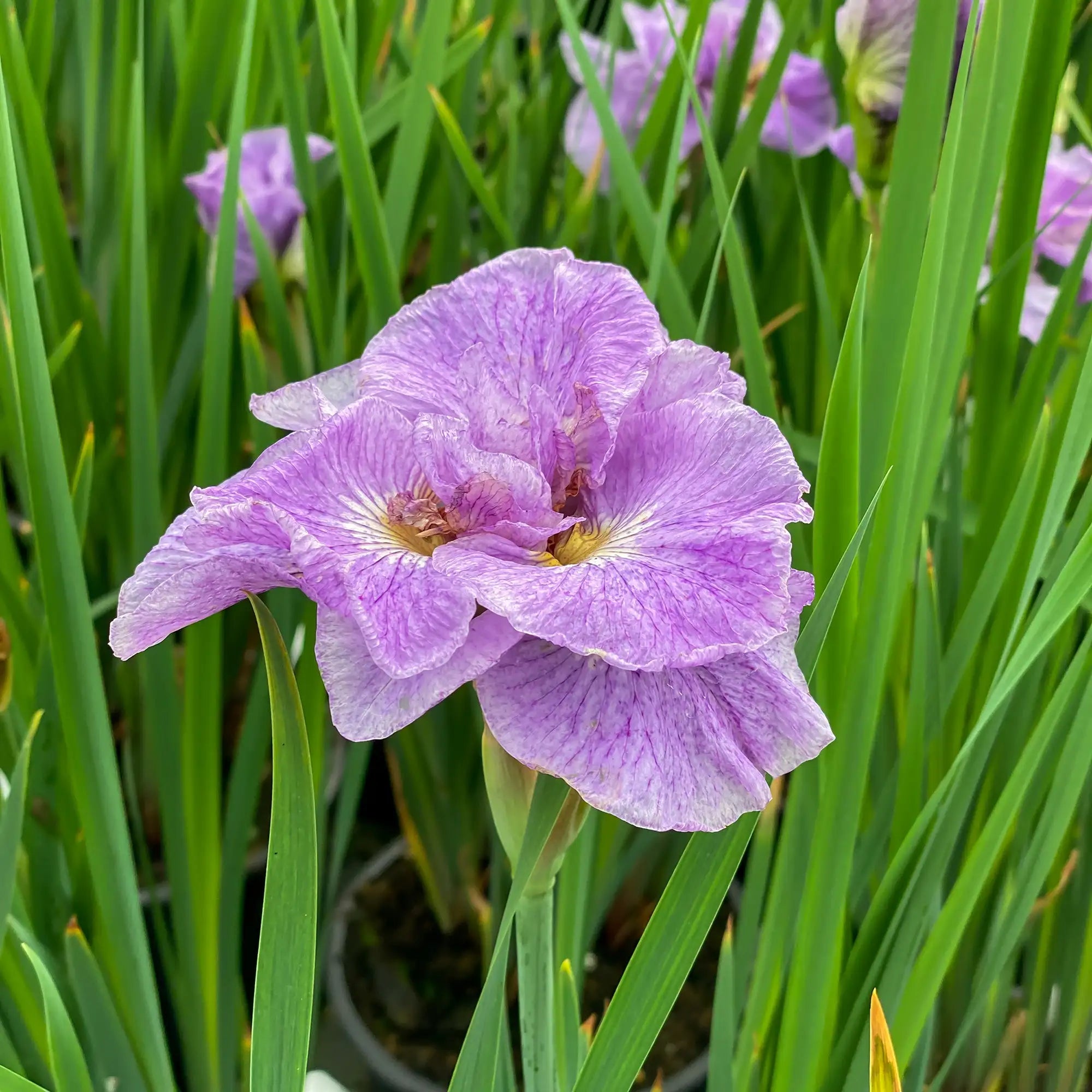 Close-up of Light Purple Iris in a garden.