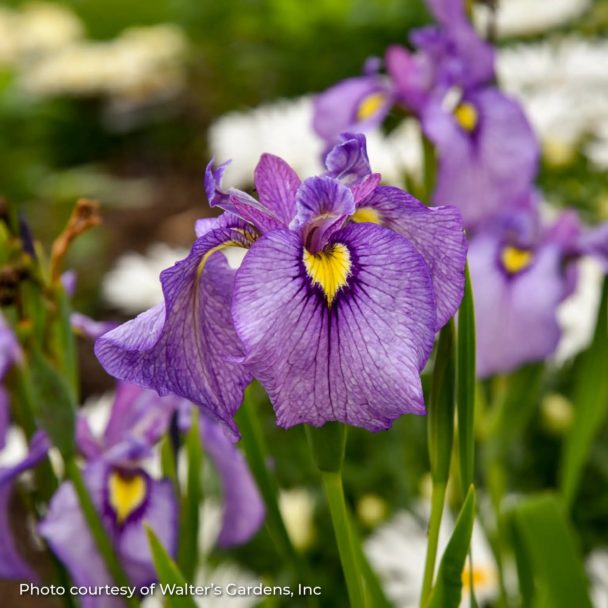 Iris 'Shiryukyo/Purple Dragon's Valley'