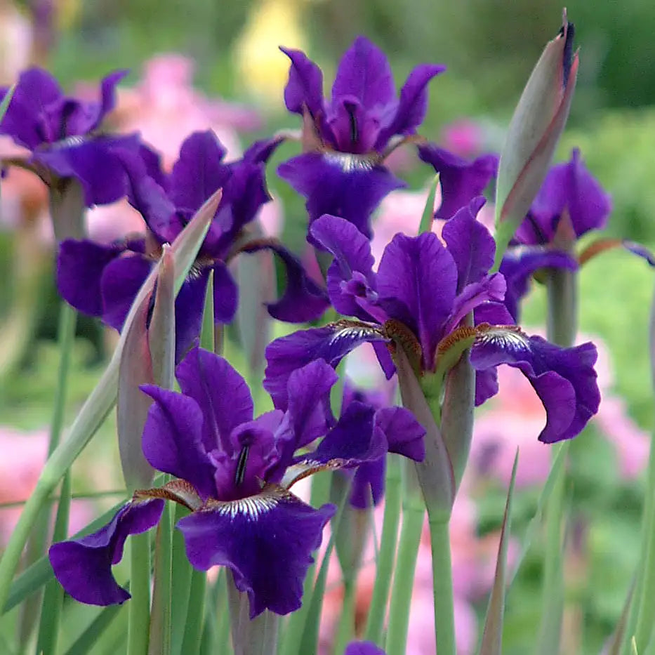 Iris Siberian 'Ruffled Velvet'