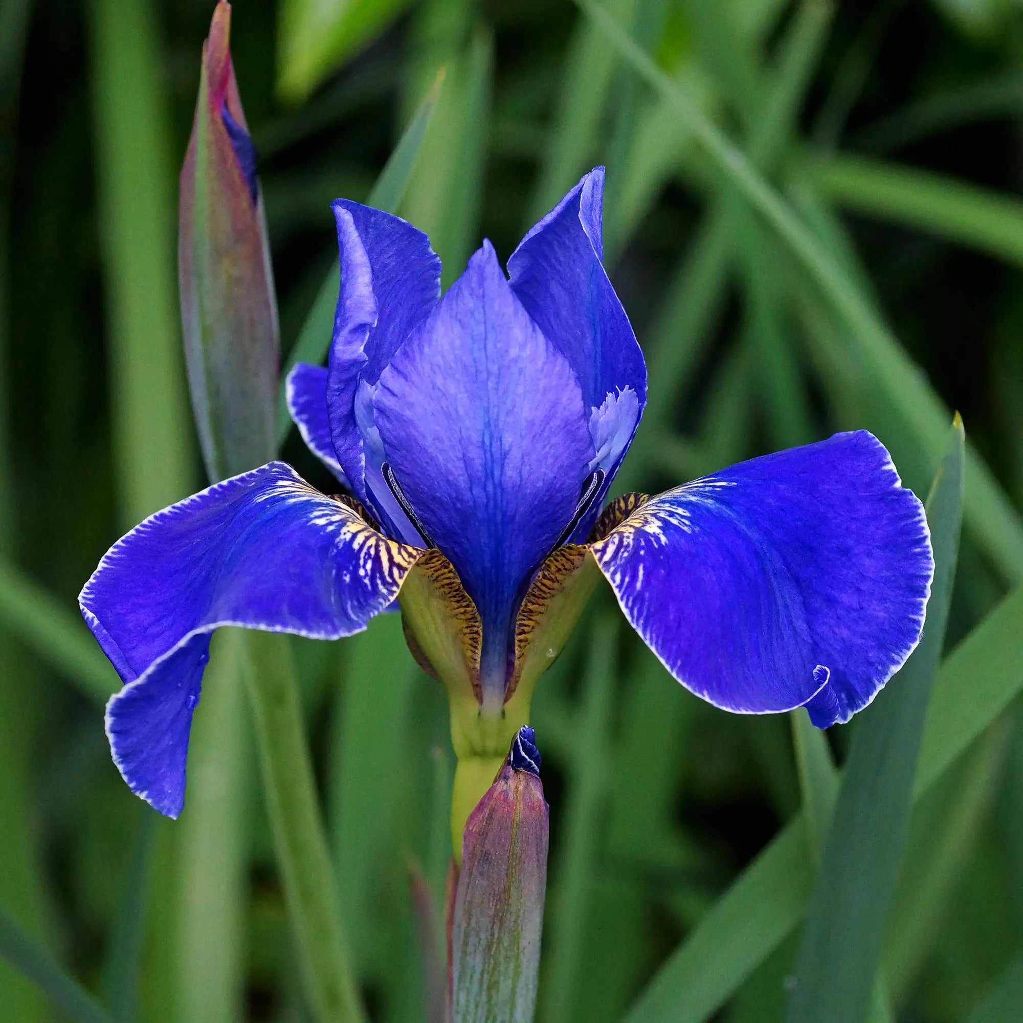 Close-up of Royal Blue Iris with a White Edge.
