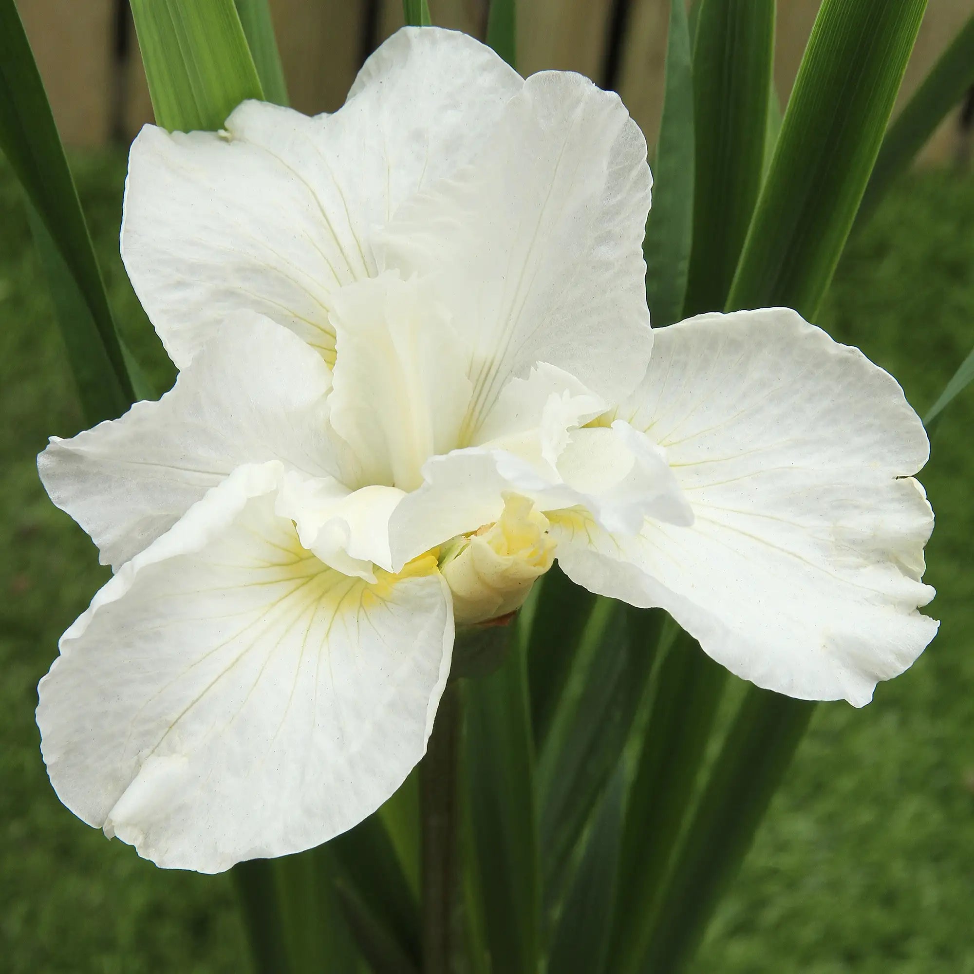 Close-up of White Iris in a garden. 