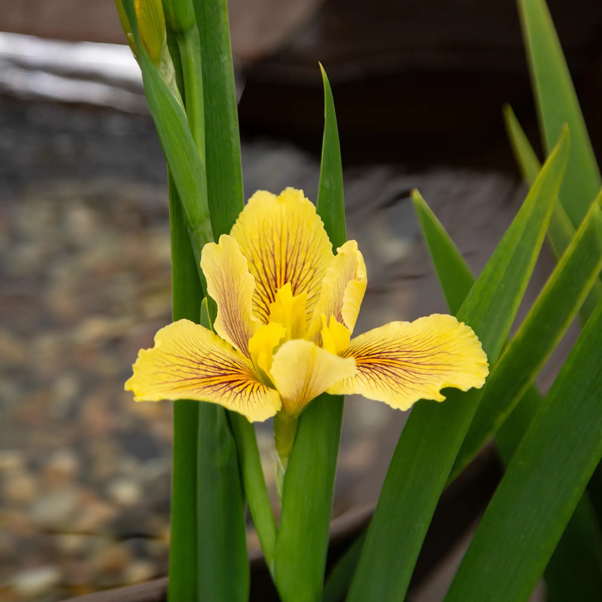 Iris Louisiana 'Wow Factor'