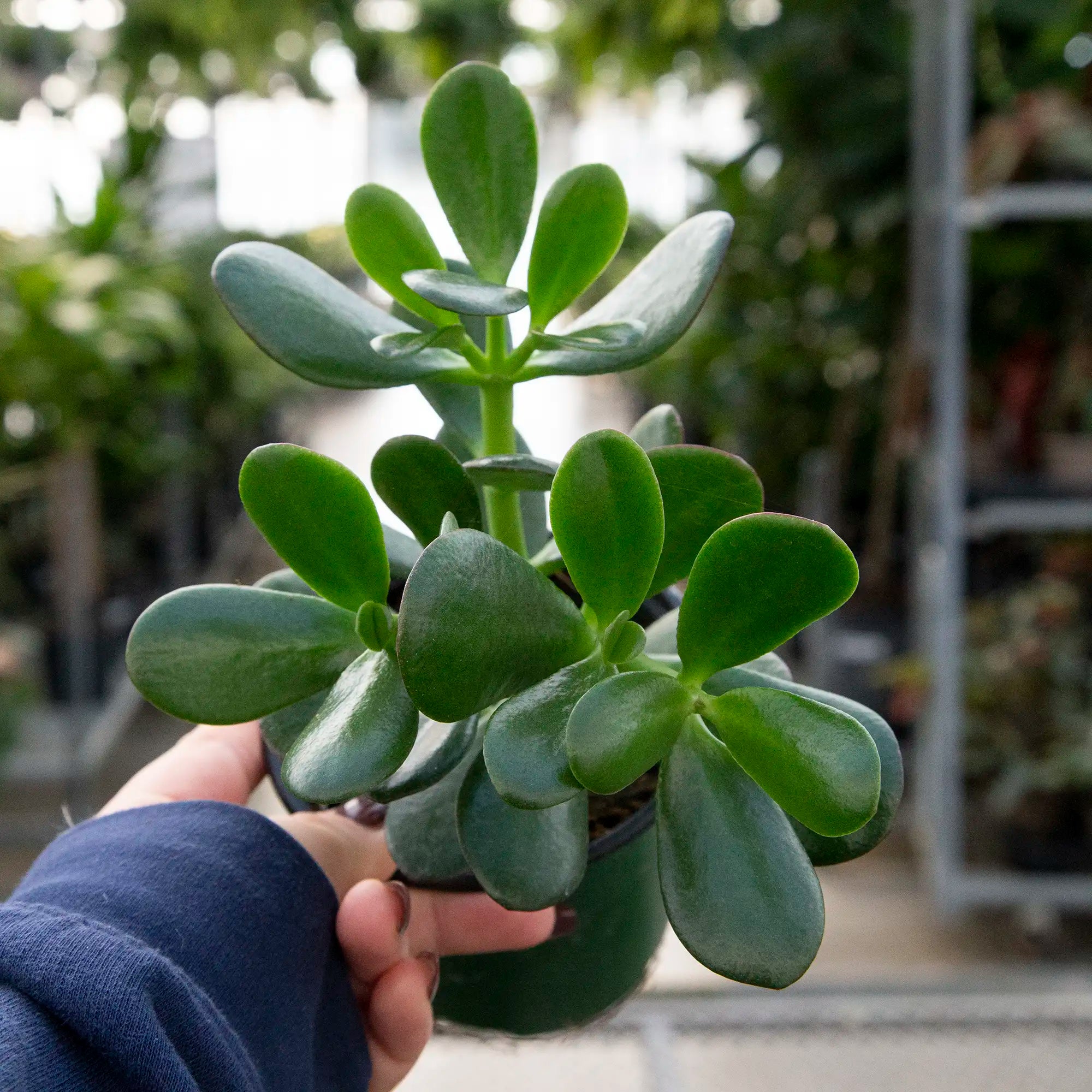 Jade Plant