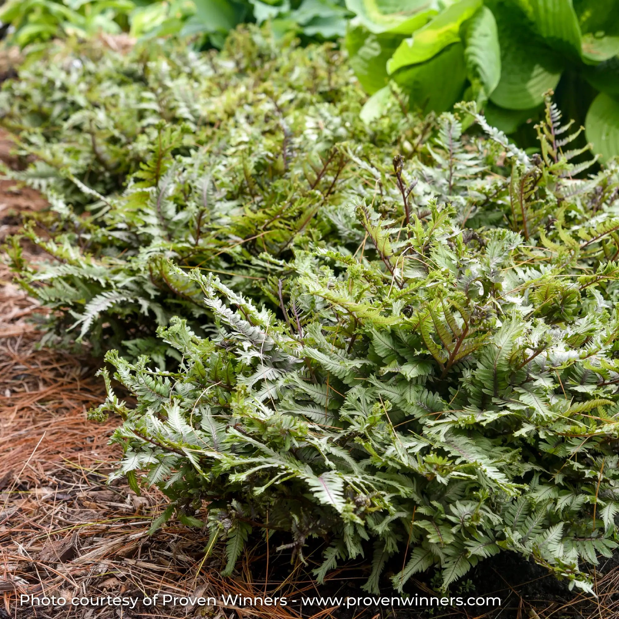Green Fern in a garden 