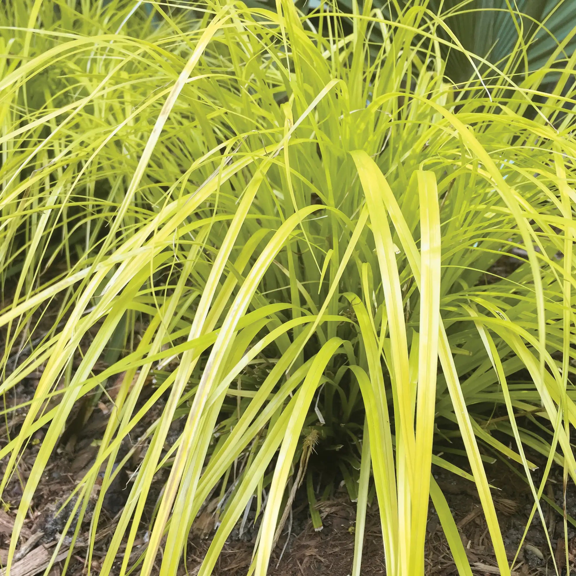Japanese Sedge EverColor® 'Everillo'