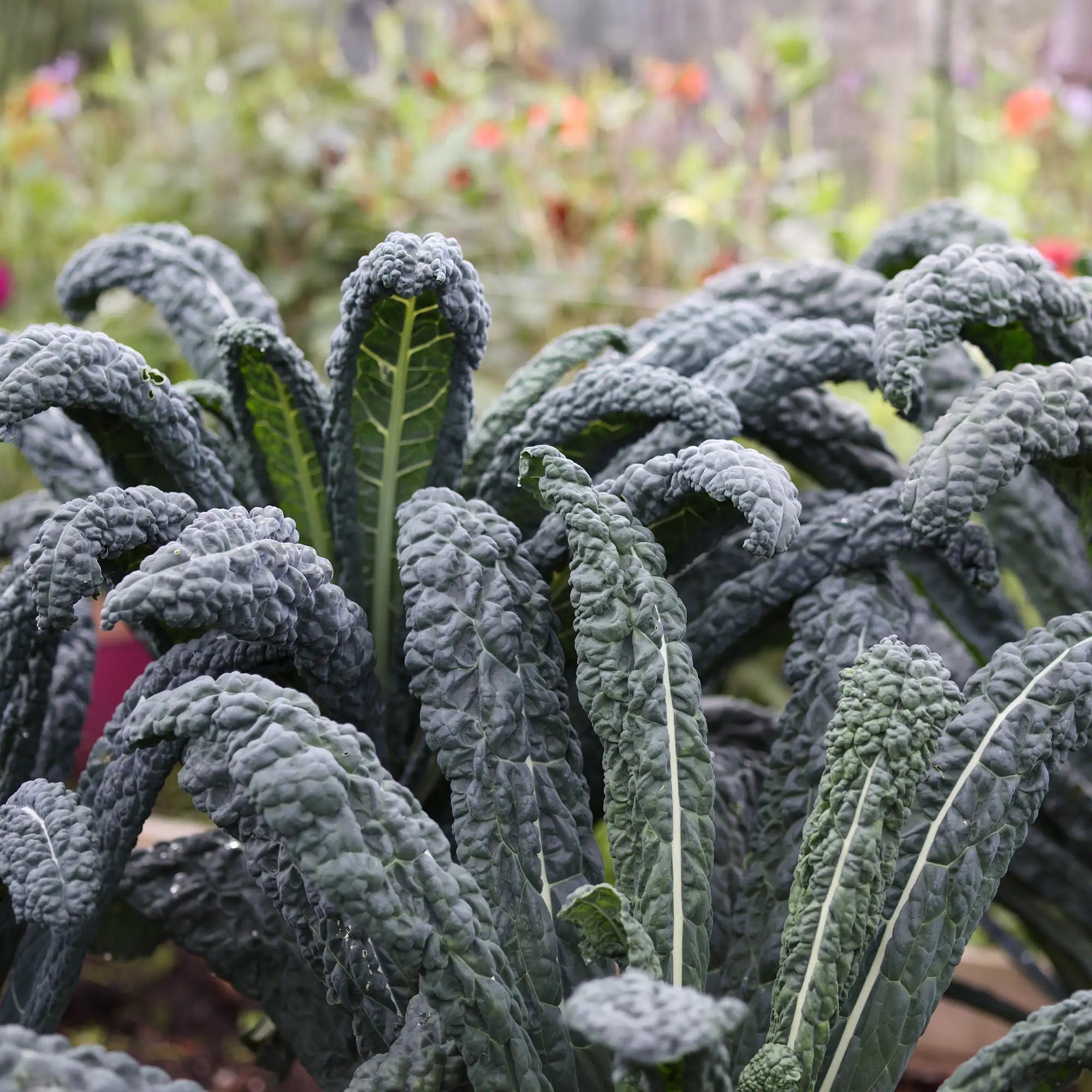 Close-up of curly dinosaur kale plants with a blurred garden background