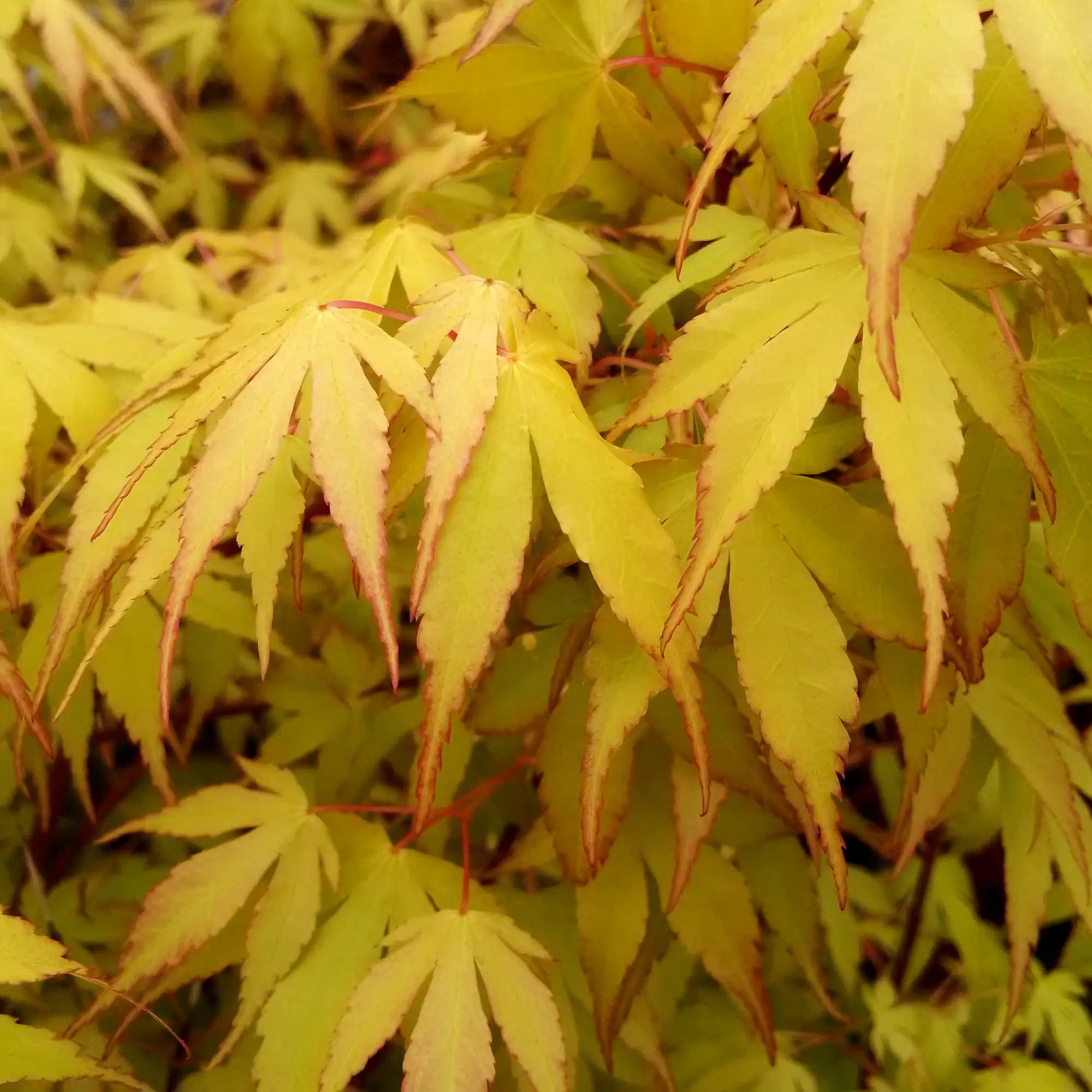 Katsura Japanese Maple with yellow foliage tinged in red