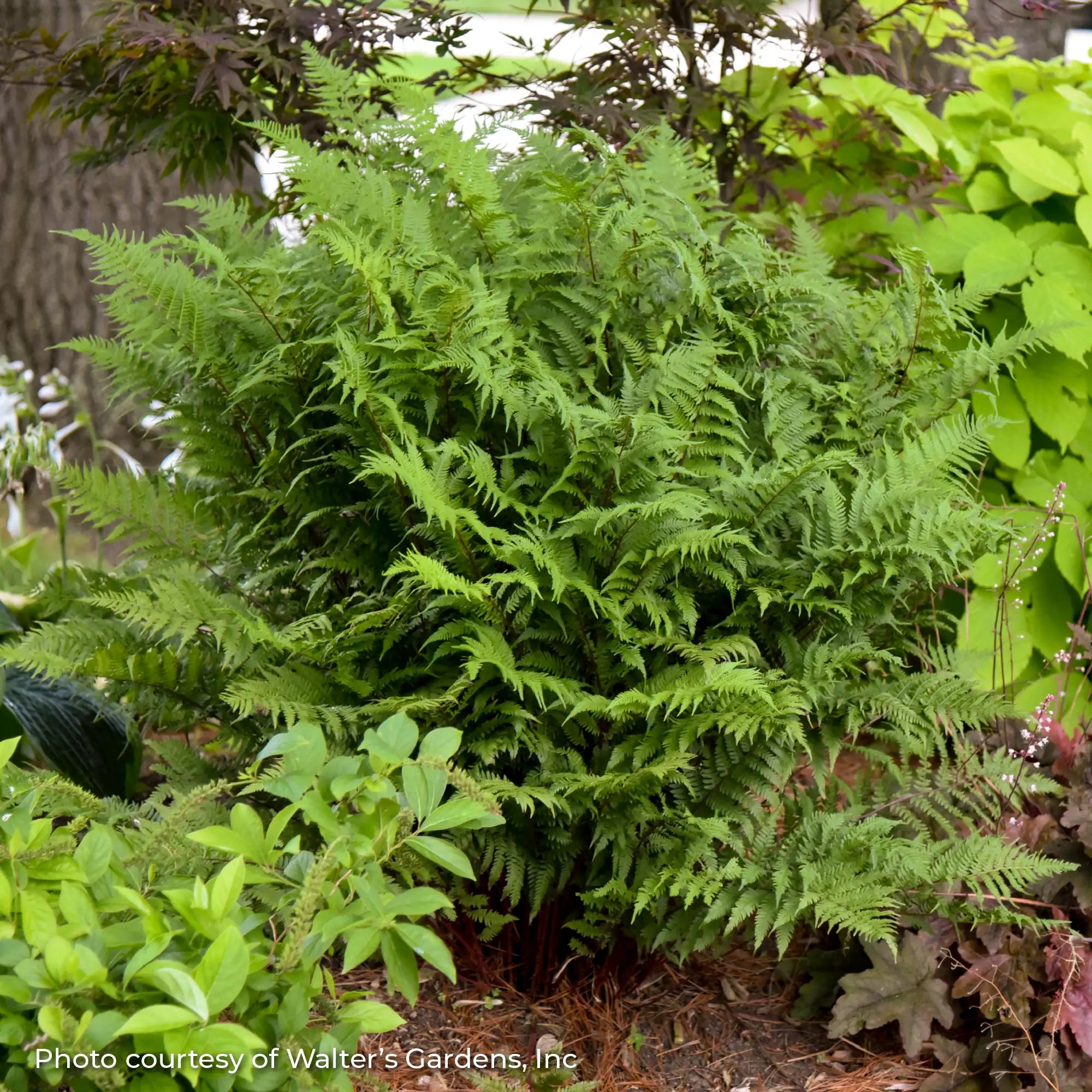 Lady Fern 'Lady in Red'