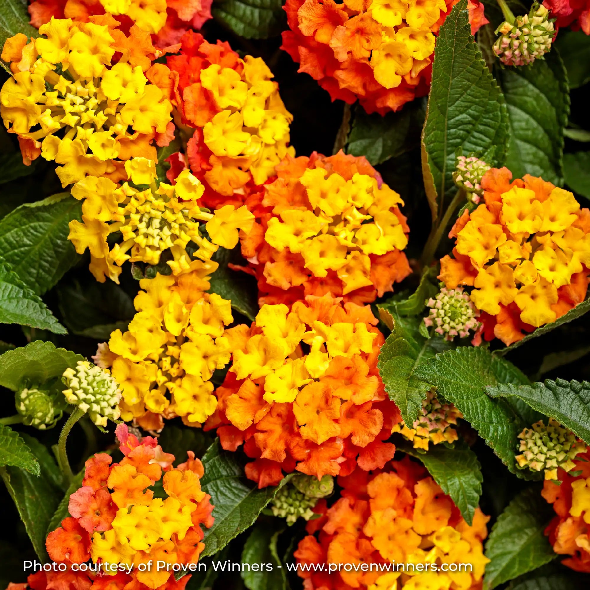 Lantana 'Luscious® Basket Tangeglow®'