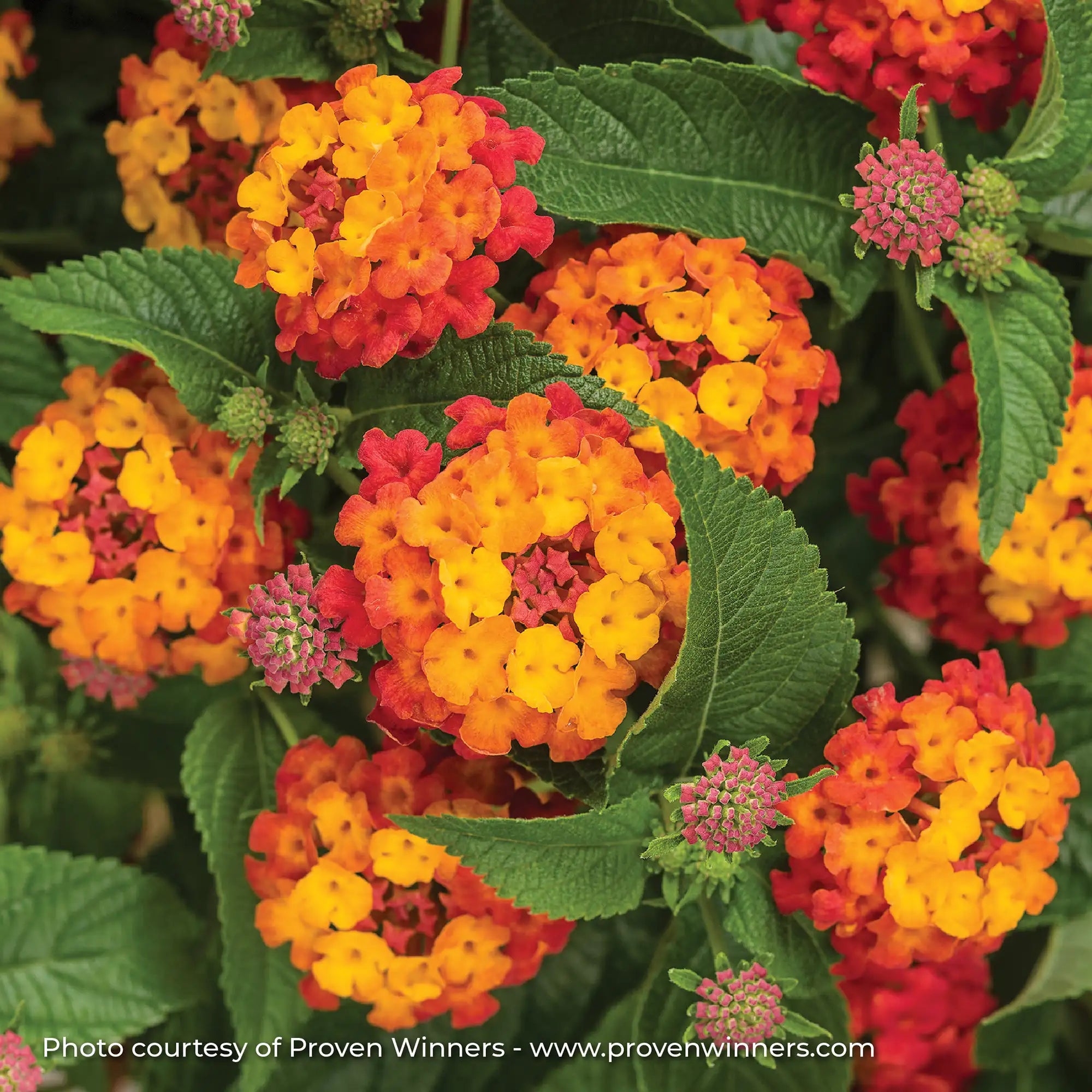 Lantana 'Luscious® Citrus Blend™'