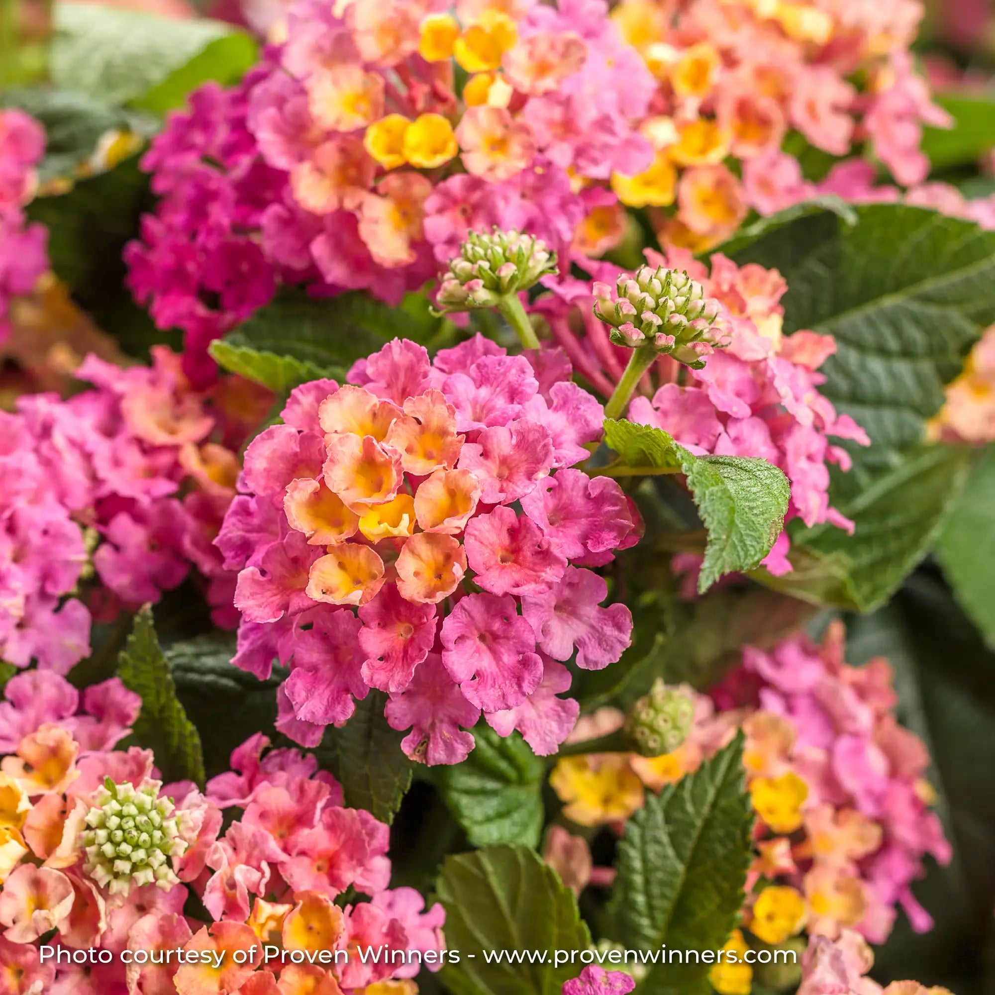 Lantana 'Luscious® Royale Cosmo'
