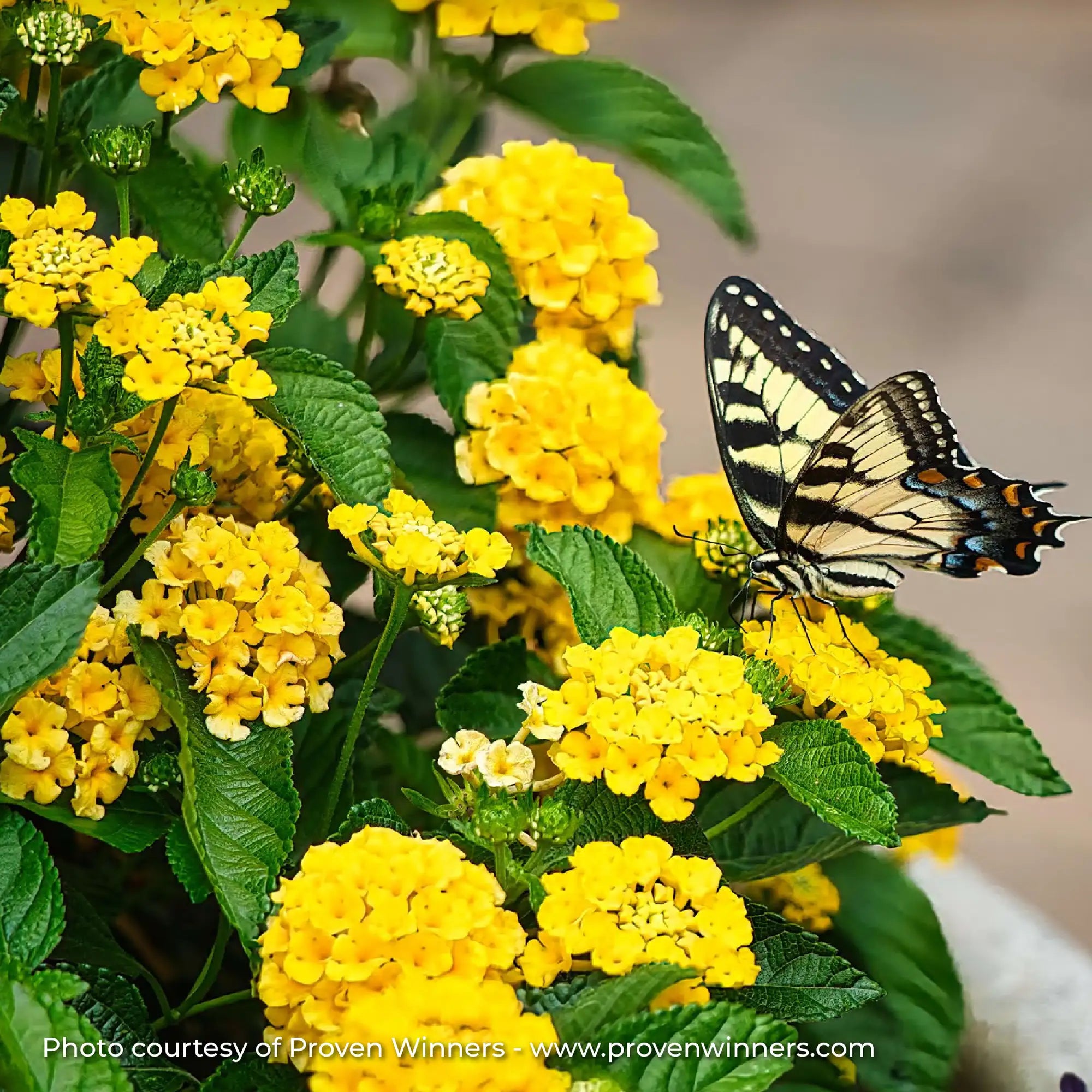 Lantana 'Luscious® Royale Lemon Tart™