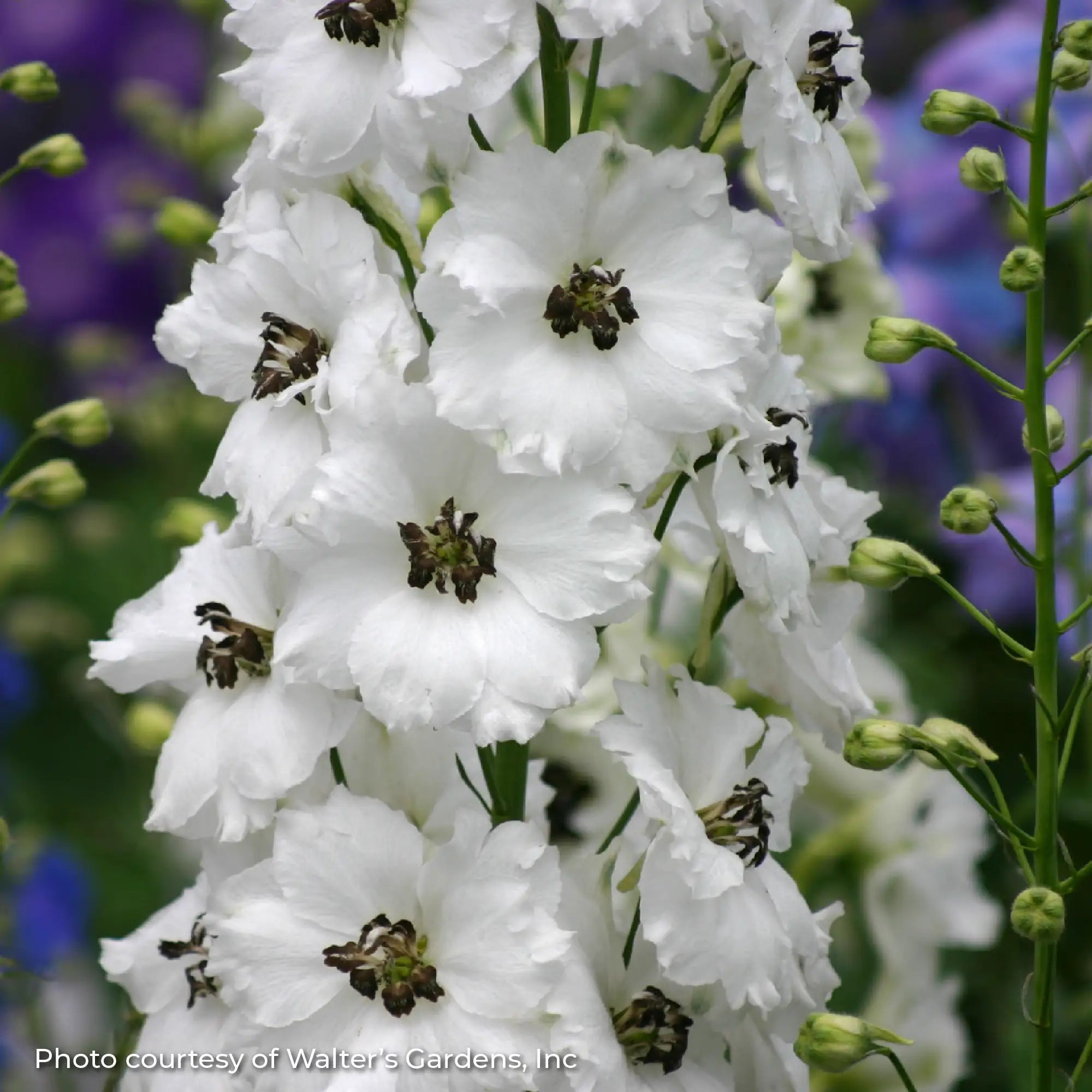 Larkspur New Millennium™ 'Black-eyed Angels'
