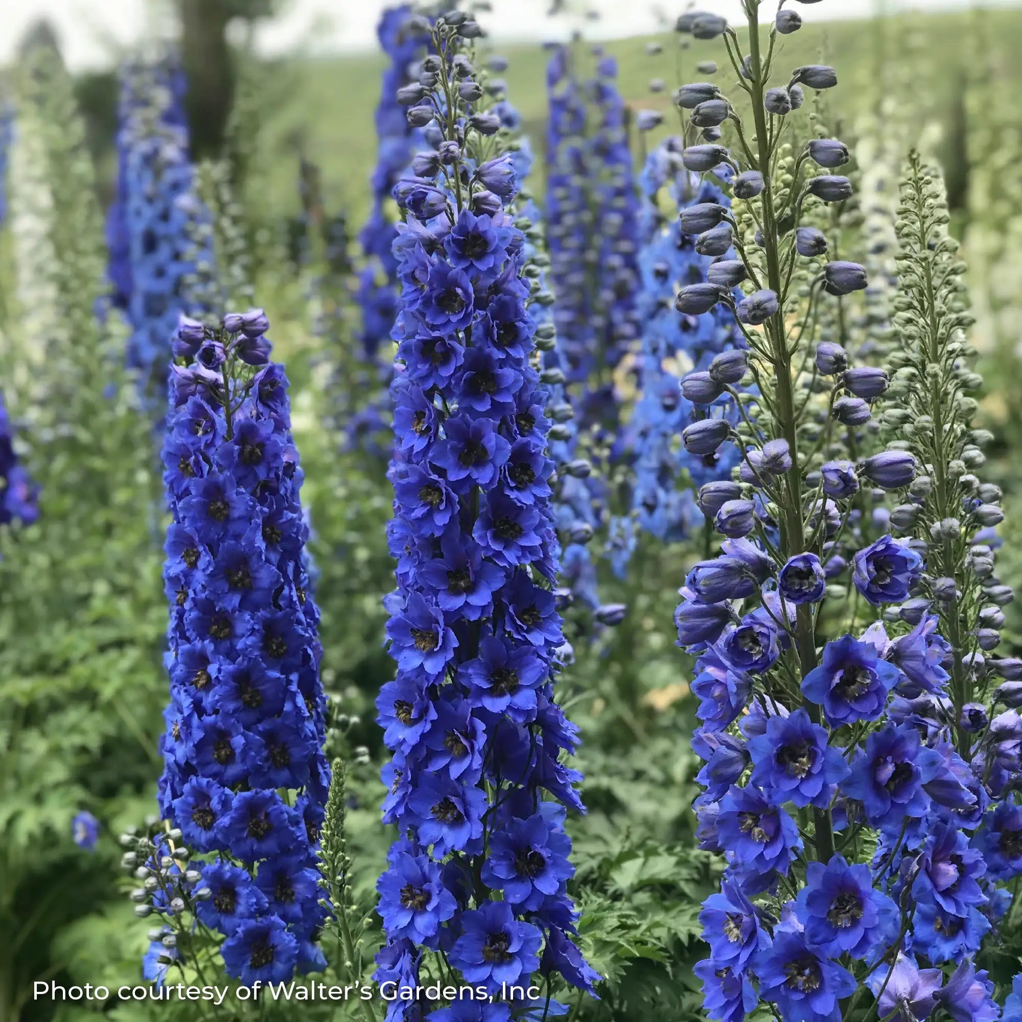 Larkspur New Millennium™ 'Blue Buccaneers'