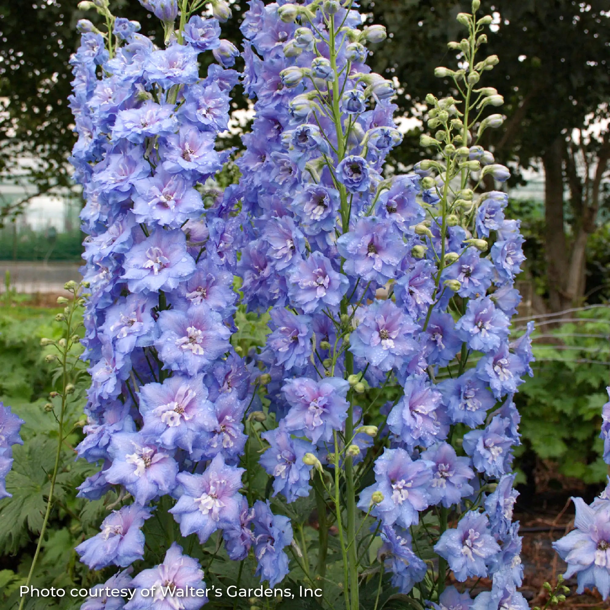 Larkspur New Millennium™ 'Blue Lace'