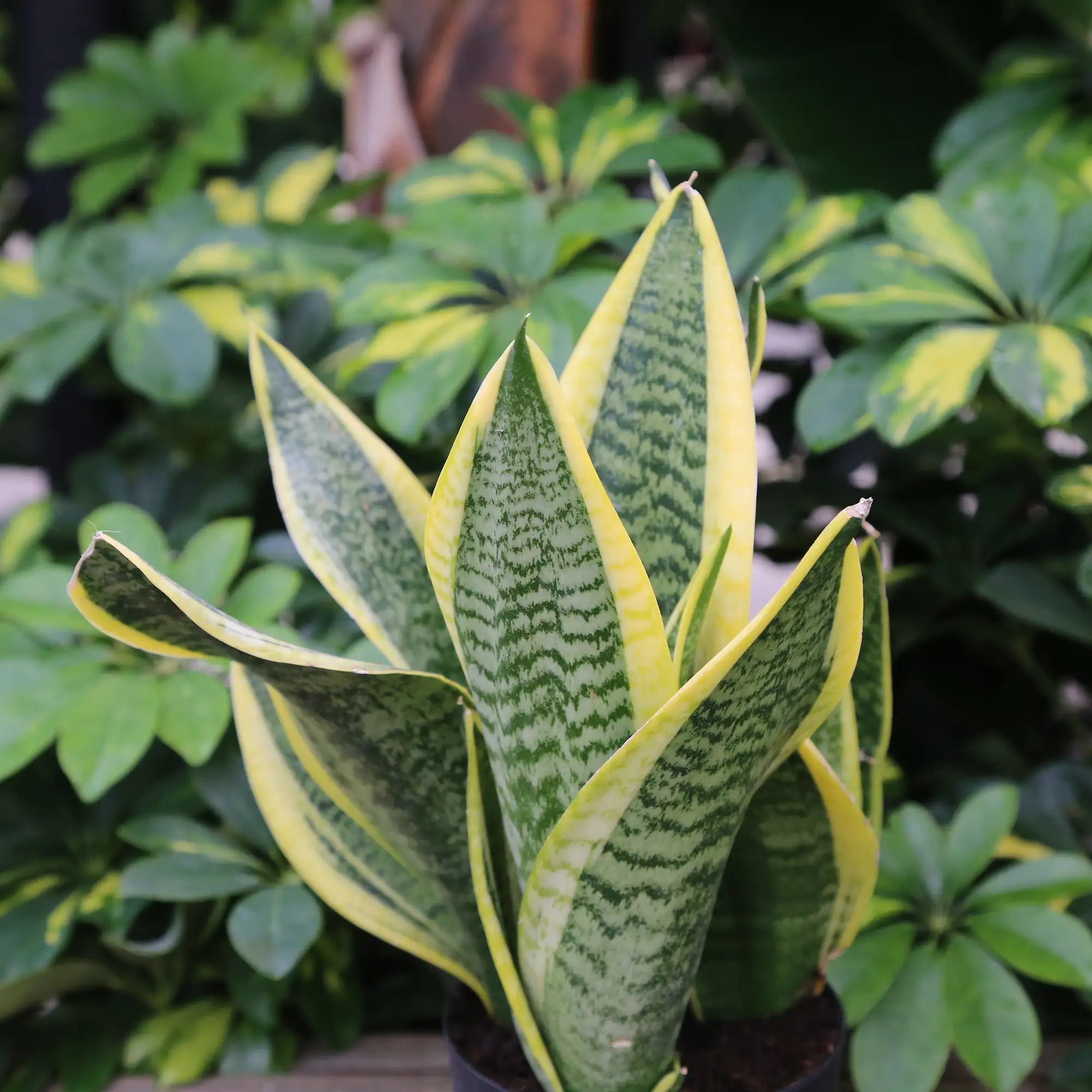 Snake Plant 'Laurentii Superba'