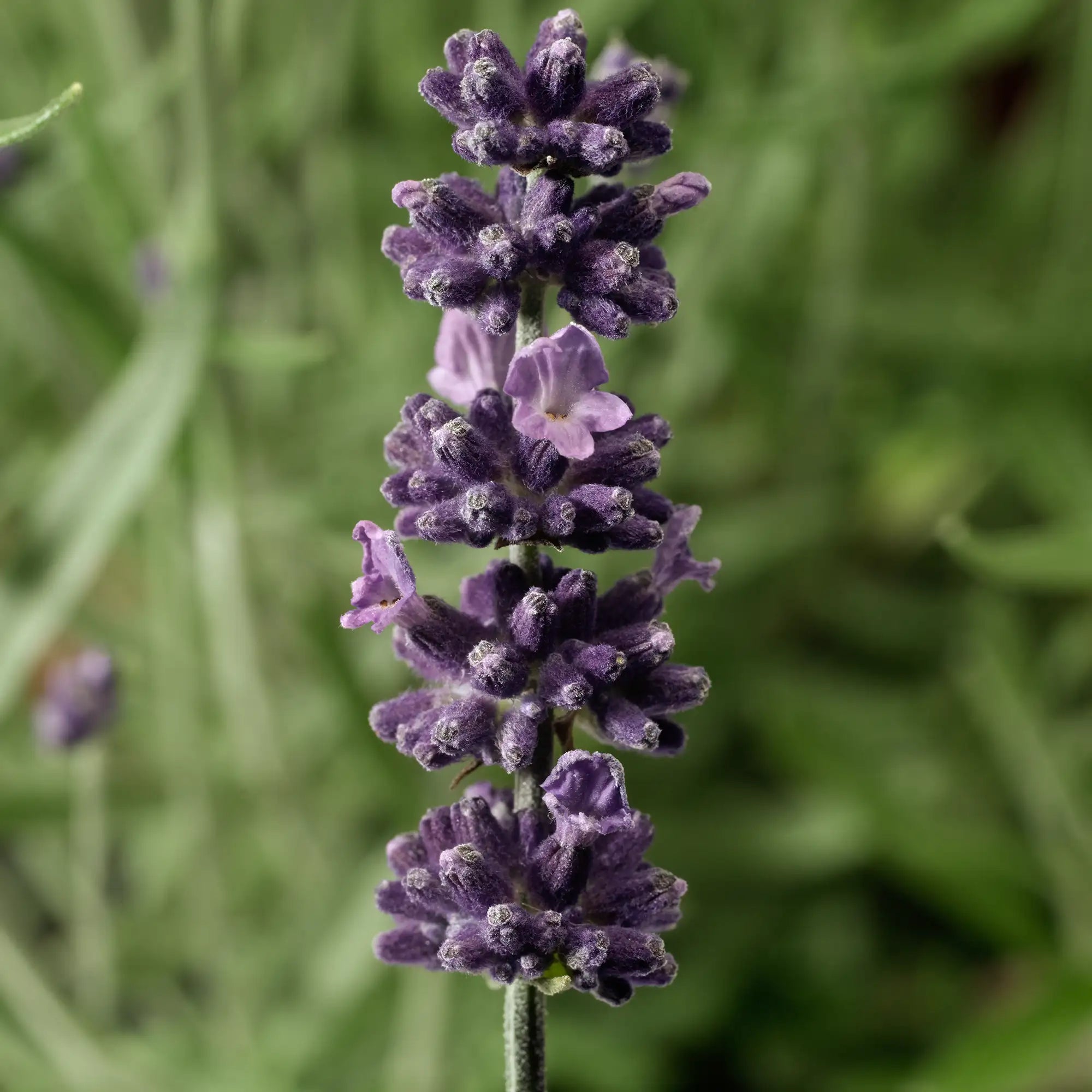 Lavender English Sentivia™ 'Early Blue'