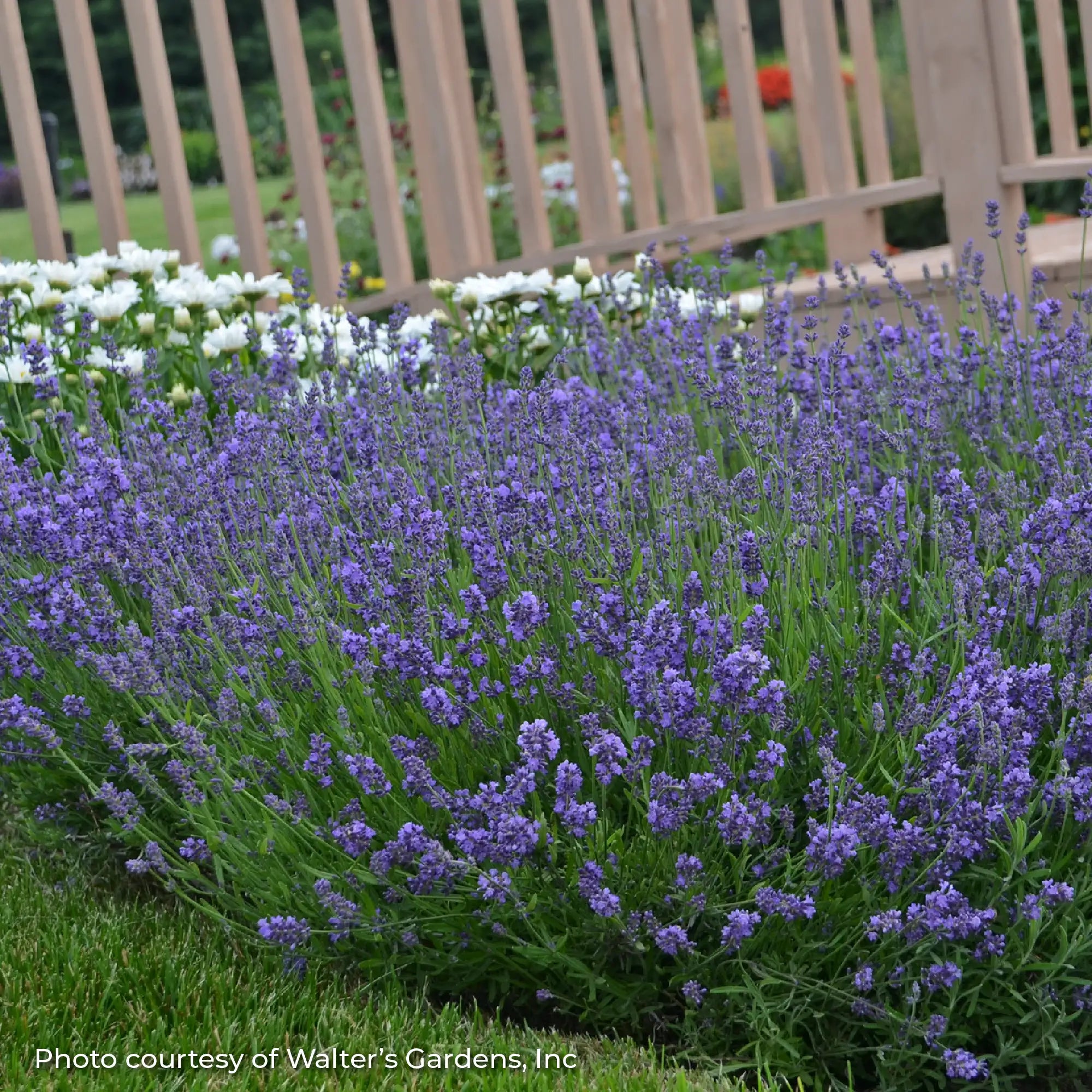 Lavender English 'Essence Purple'