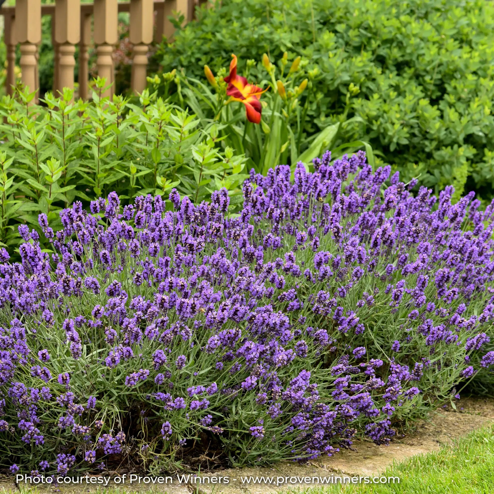 Bright Purple Lavender in a garden 