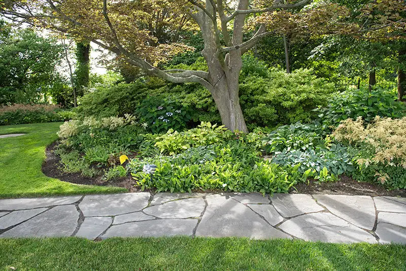 Lush shady garden with a stone pathway, trees, and perennials