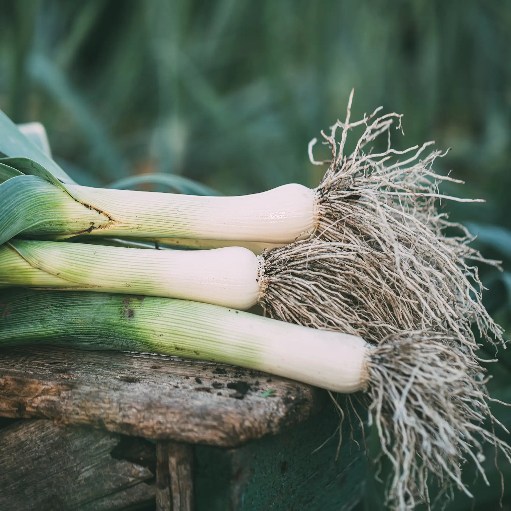 Leek 'Large Musselburg'